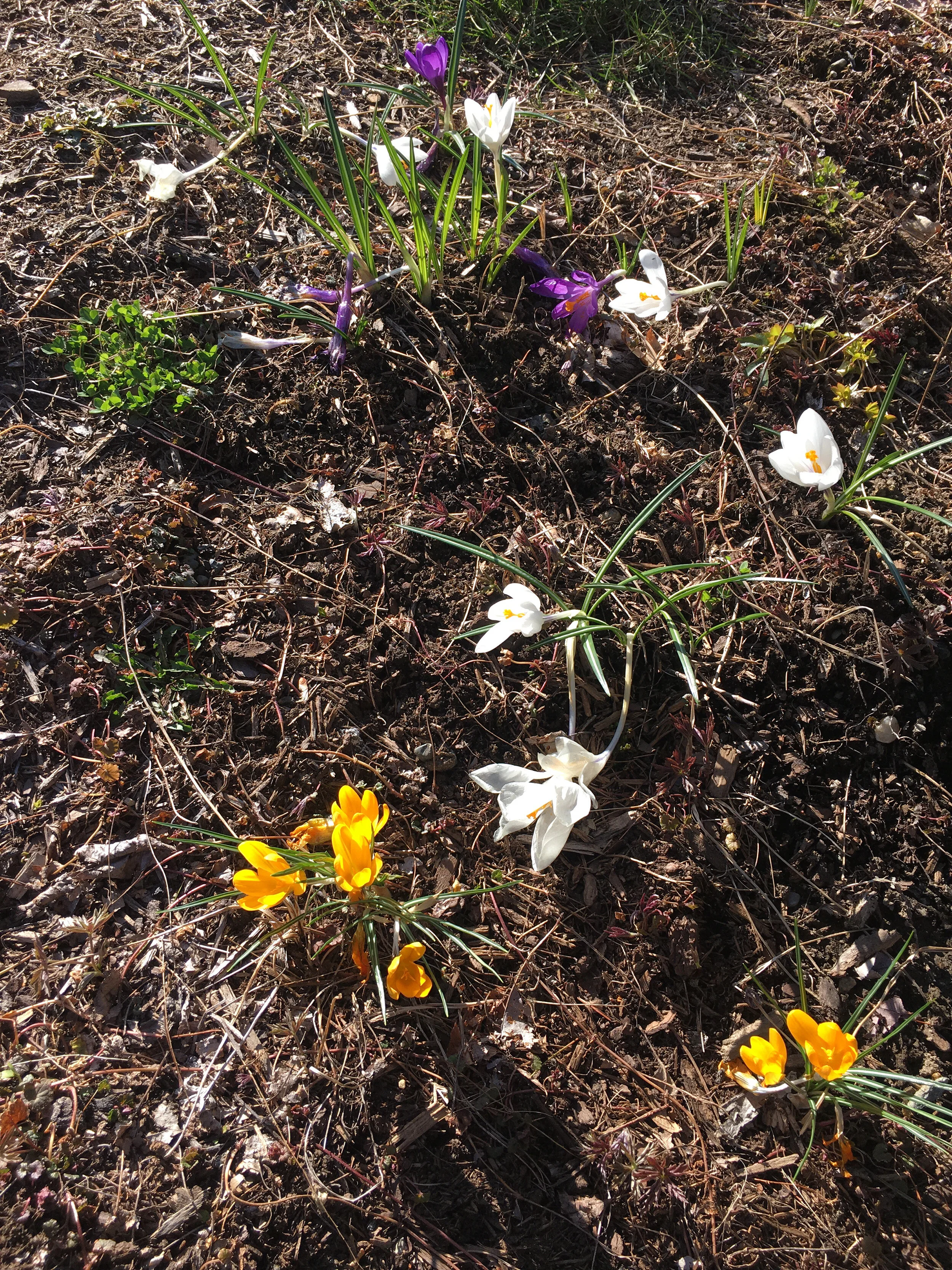 Weeks Three and Four of Social Distancing: Patience and Trust