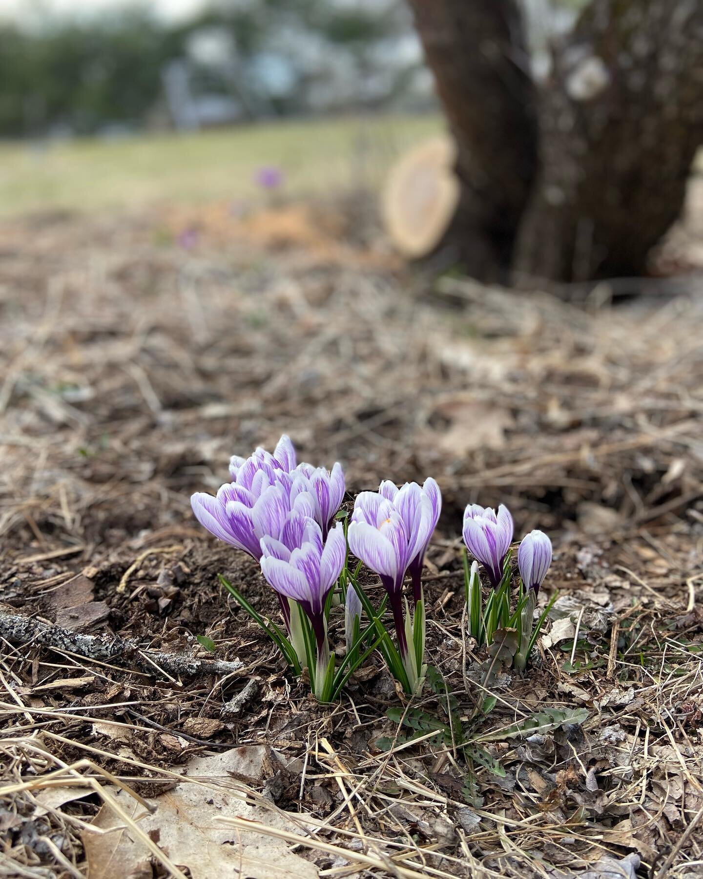 Spring is springing, and I&rsquo;m feeling so renewed (even if our world still feels chaotic, too busy, and violent). Thanks Mother Nature for continuing to bring moments of awe and beauty 🌷🤩🌞🌱💧