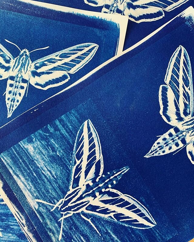 I like big bugs 😆 and big blue prints! I made the biggest #cyanotype 20x30 and really excited about it come by the opening @joshuatreeartgallery during art walk 6-8 hope to see you there #joshuatree  plus there is wine, everyone loves 🍷 wine #artsh