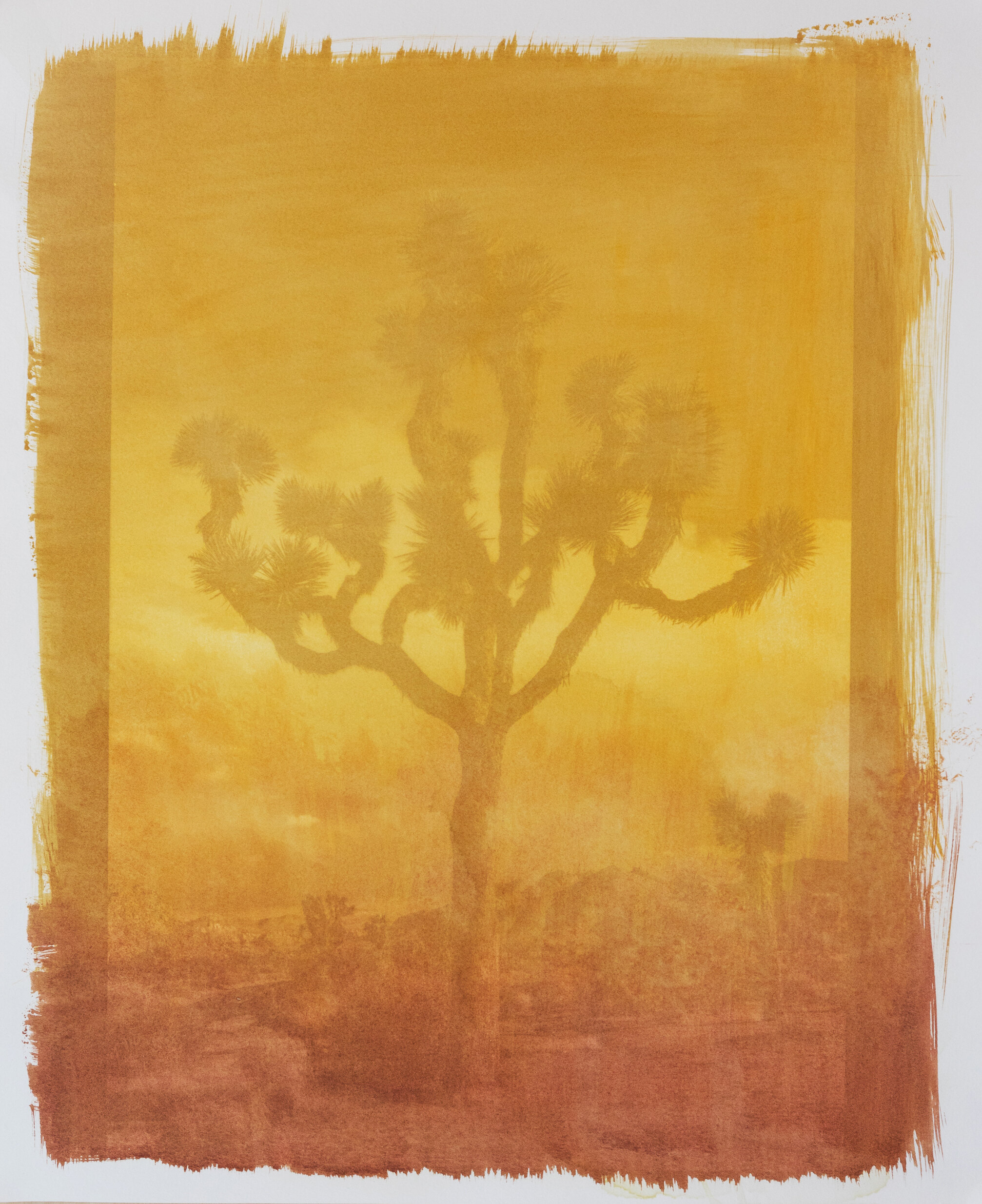 Joshua Tree Pigment Print 