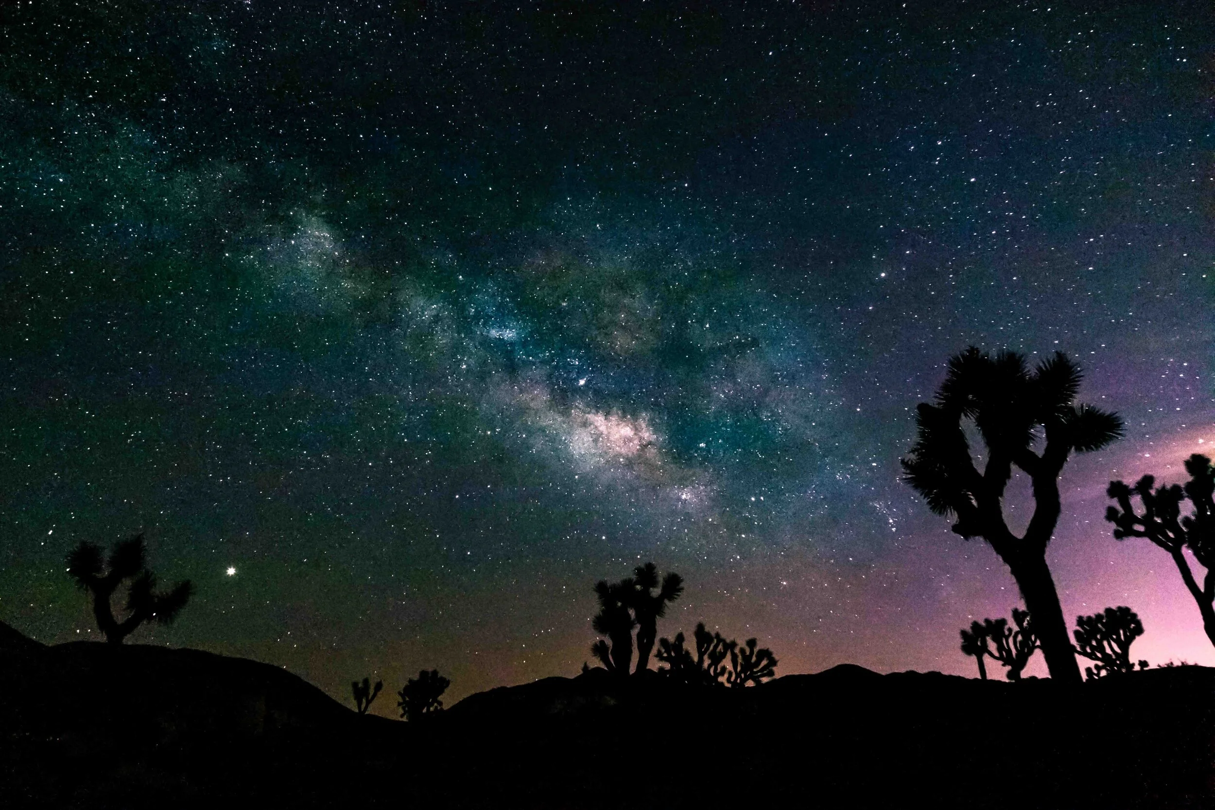 Joshua Tree at Night