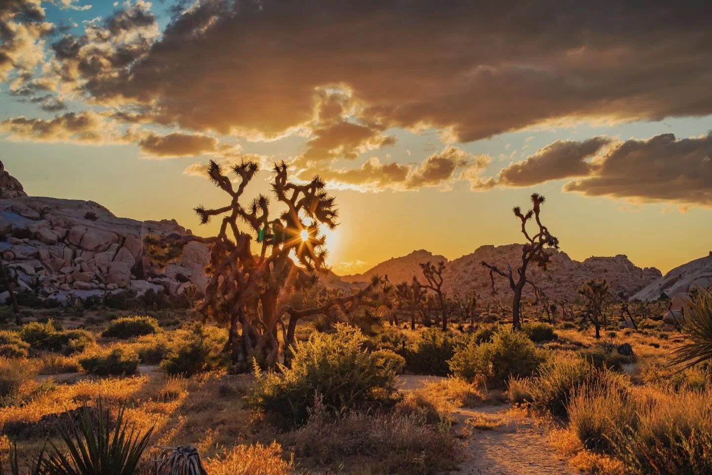 Nothing stops me in my tracks more then the sunsetting in #joshuatree #highdesertsunset #joshuatreenationalpark