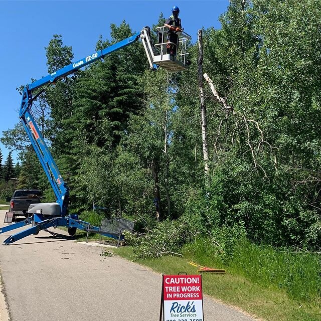 Back in the Wedgewood neighbourhood cutting snags and dead Poplar for the County of Grande Prairie.
