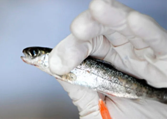 Essentials of Fish Health Care MLC by Temasek Polytechnic