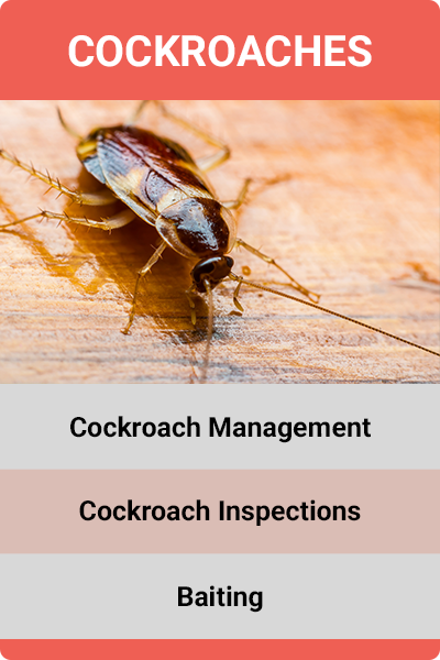 Vocational - Cockroach.jpg