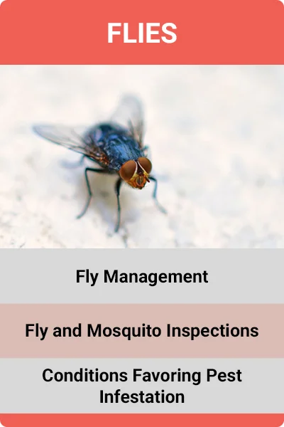 Vocational - Flies.jpg