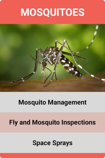 Vocational - Mosquitoes.jpg