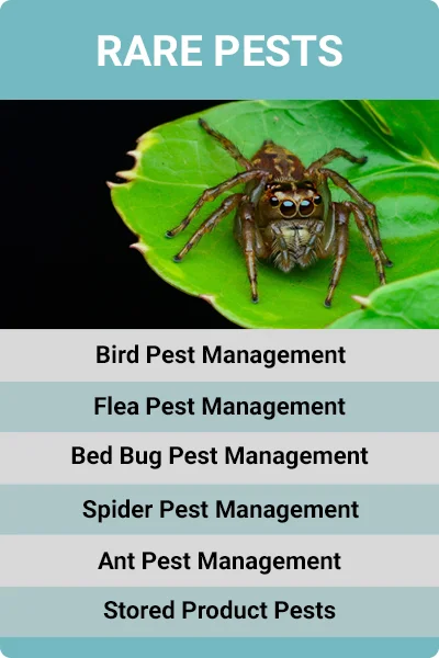 Business - Rare Pests.jpg