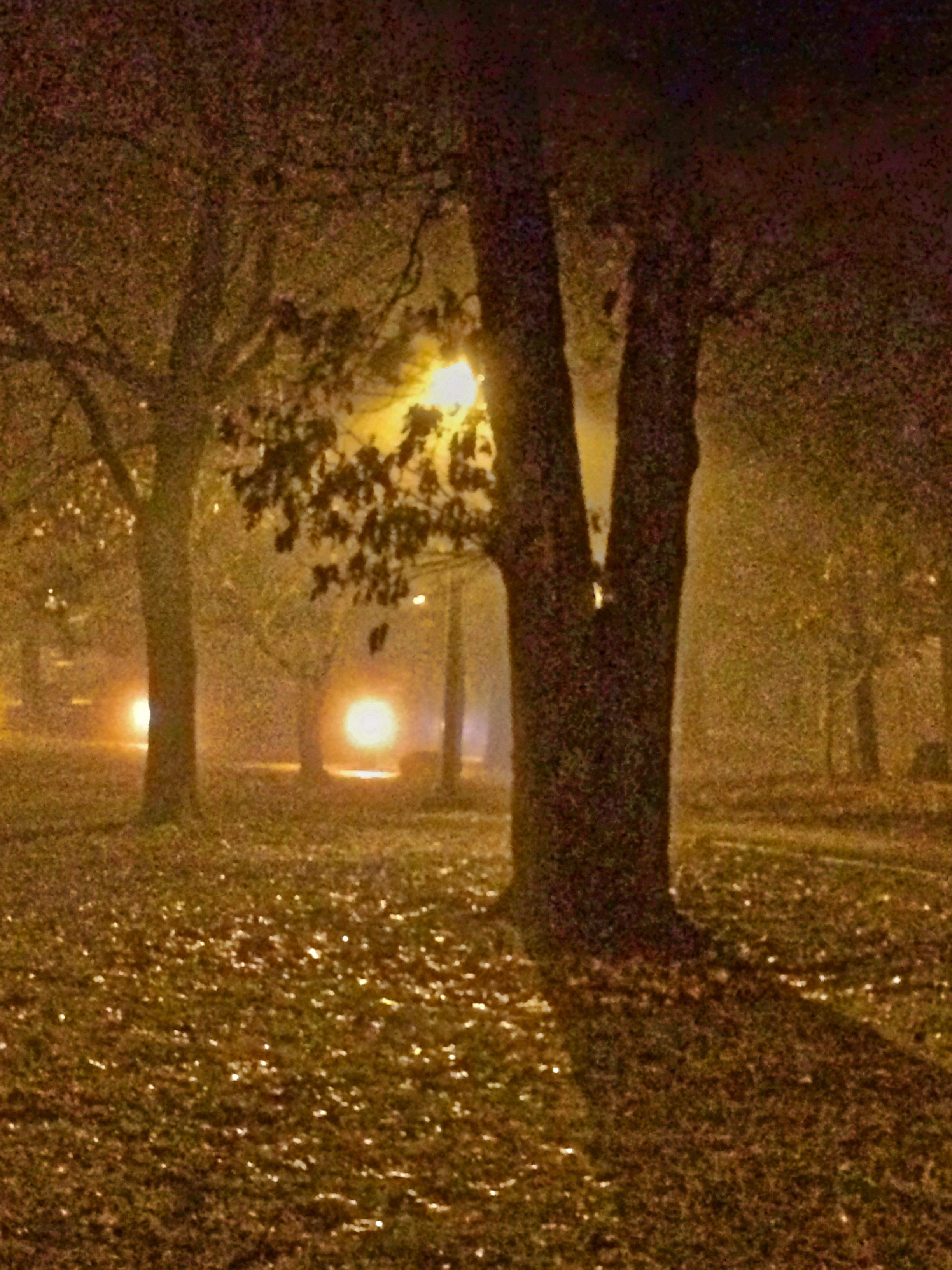 Night Shadows