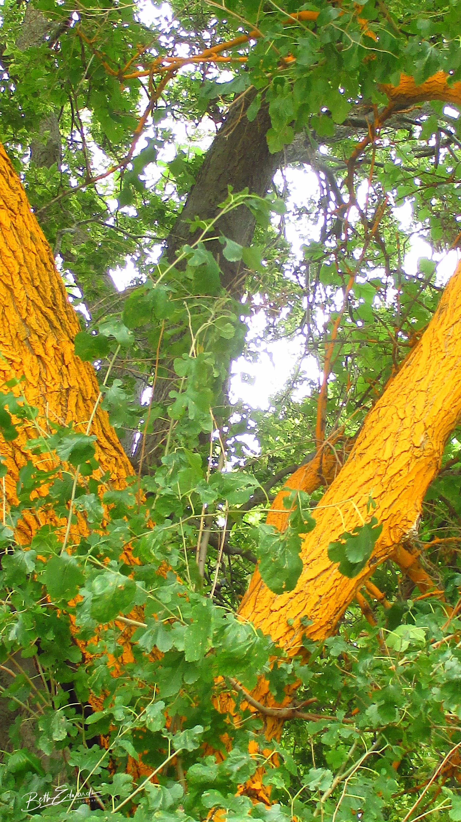 Divided in Orange