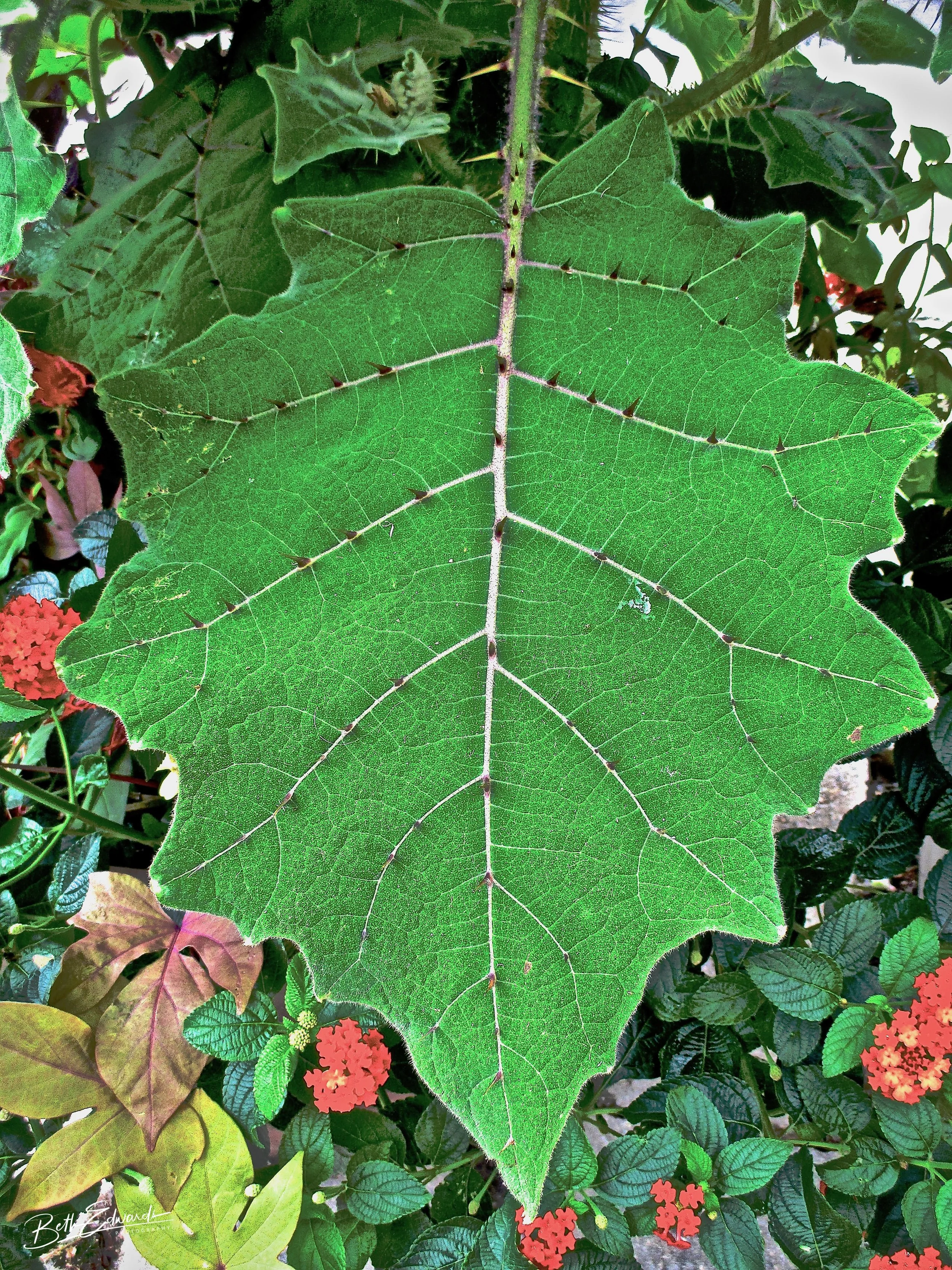 Spiked Leaves