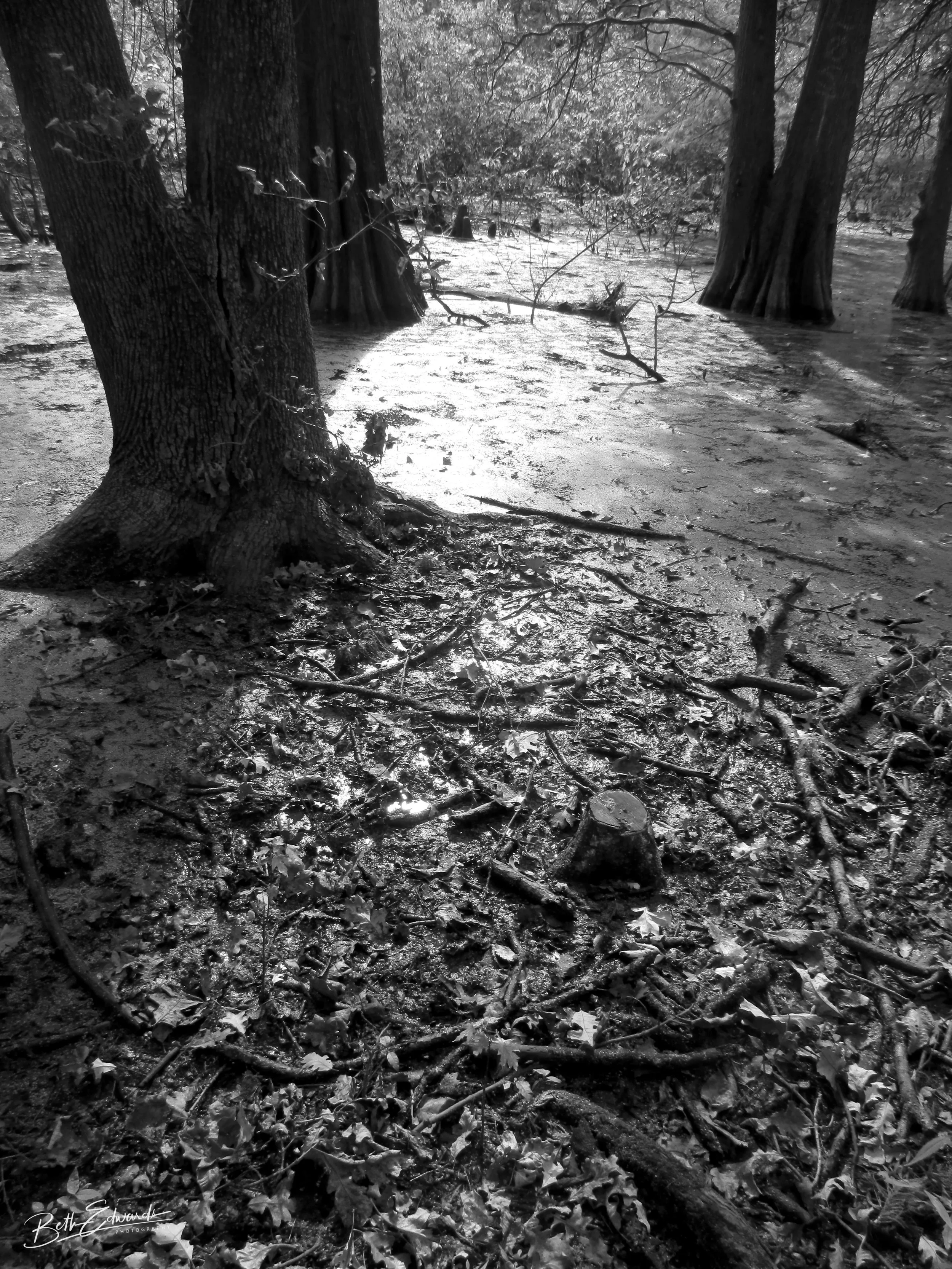 Forest Highlights