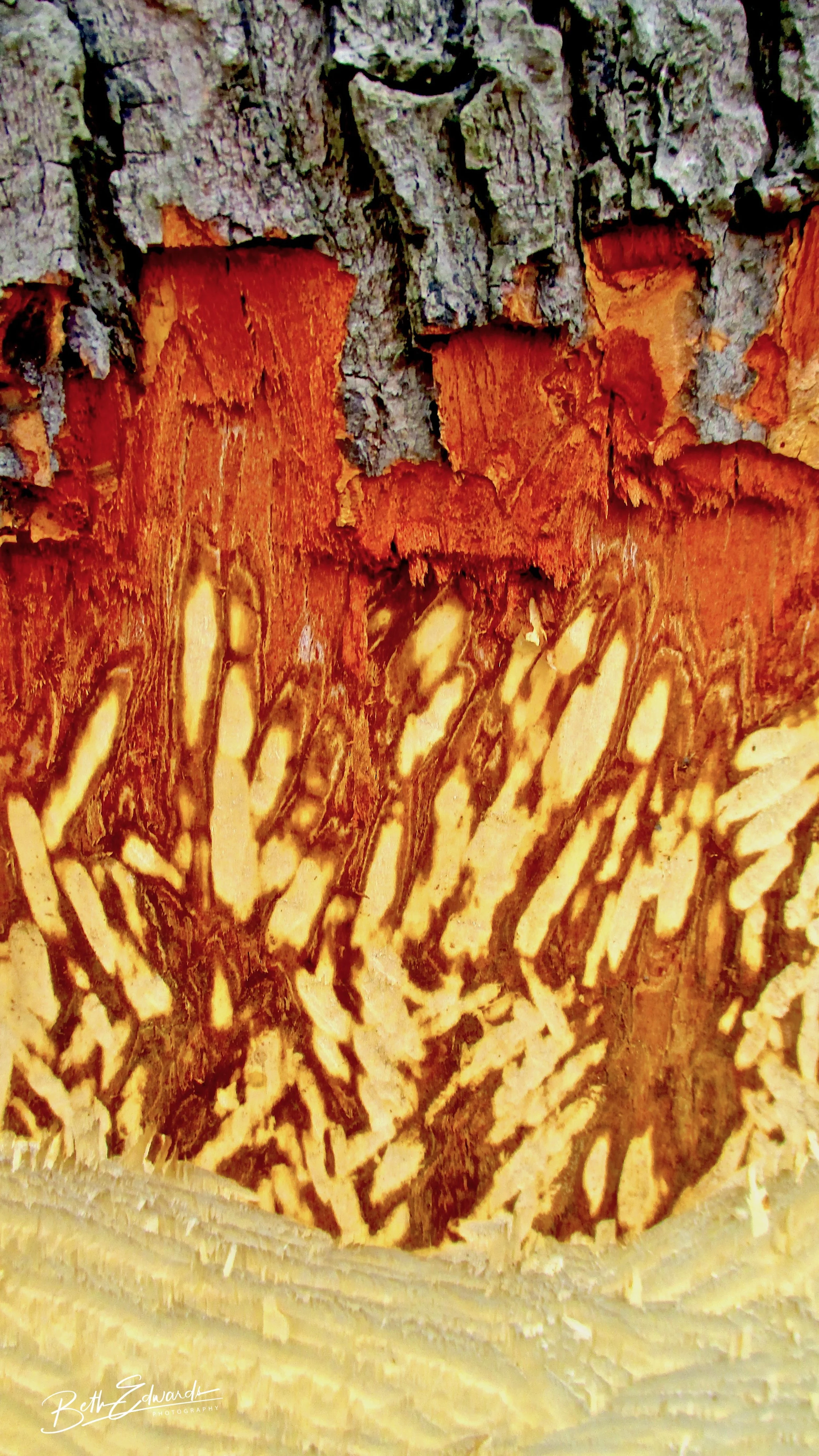 Beaver's Teeth Marks (on Living Tree)