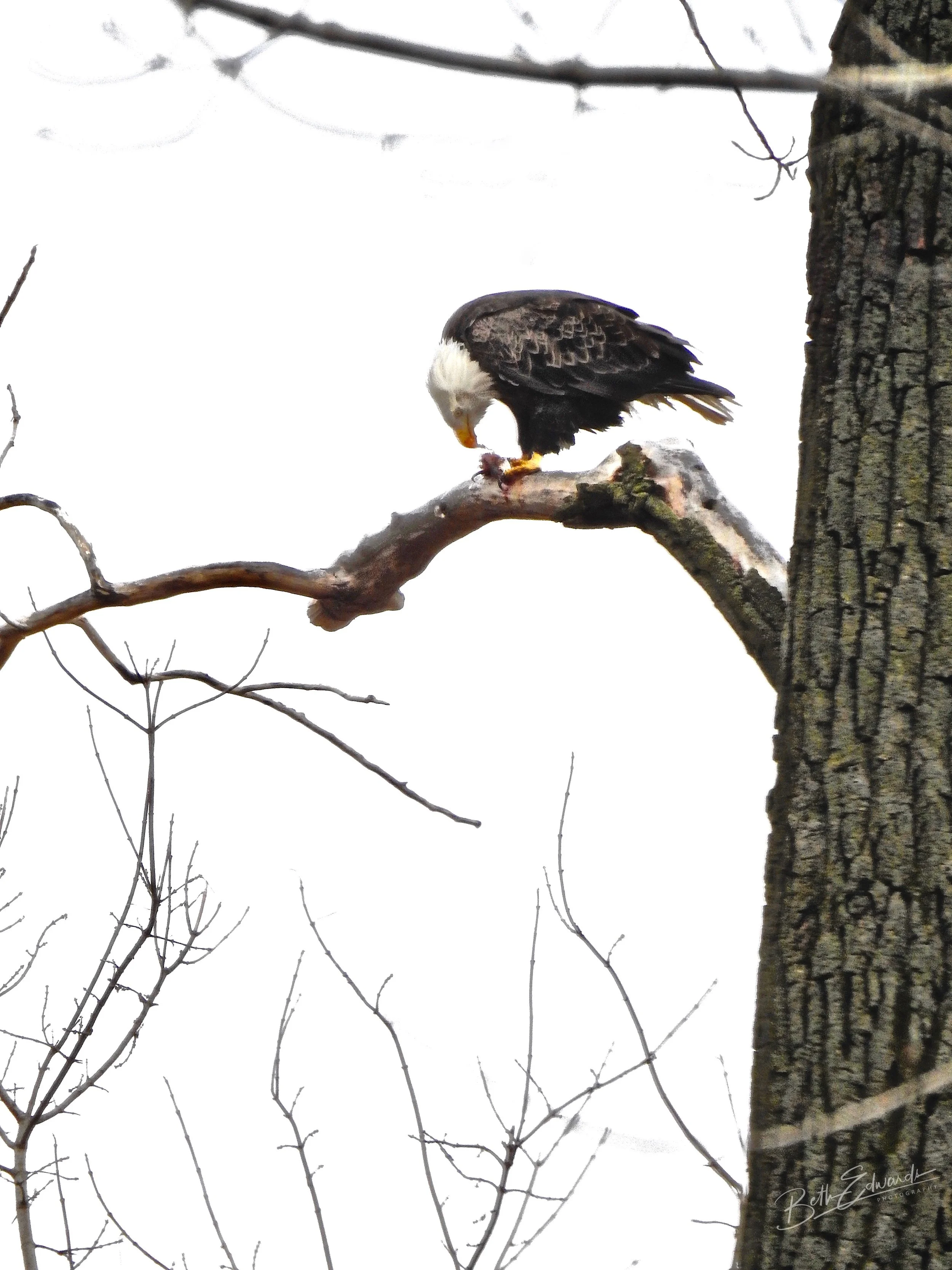 Tasty Morsel