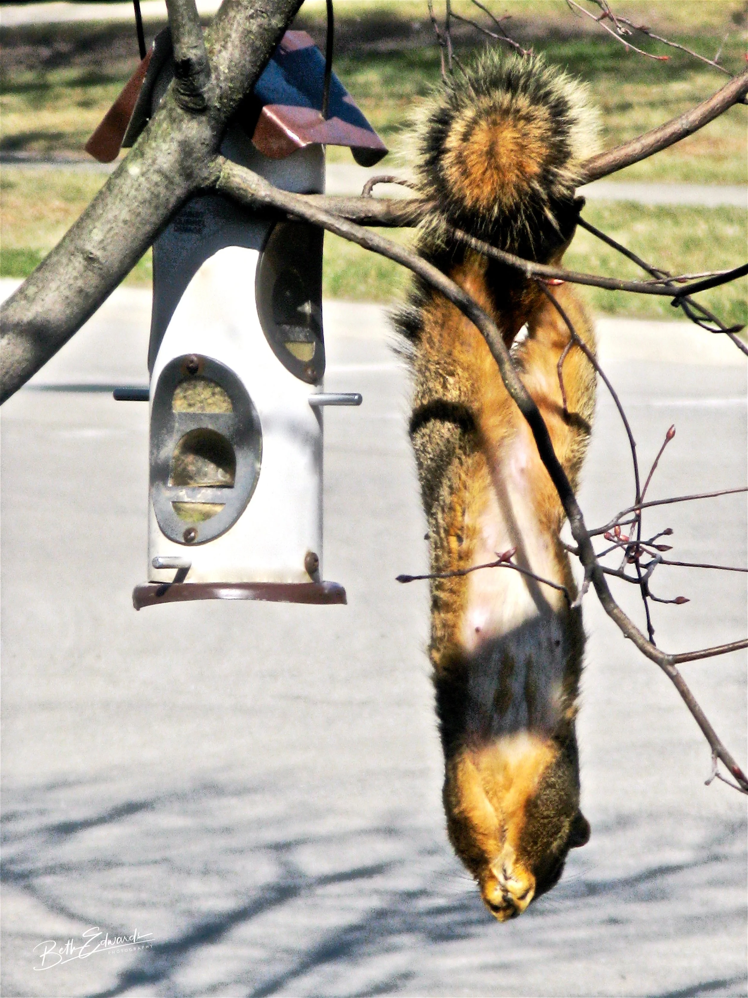 Fooling the Feeder