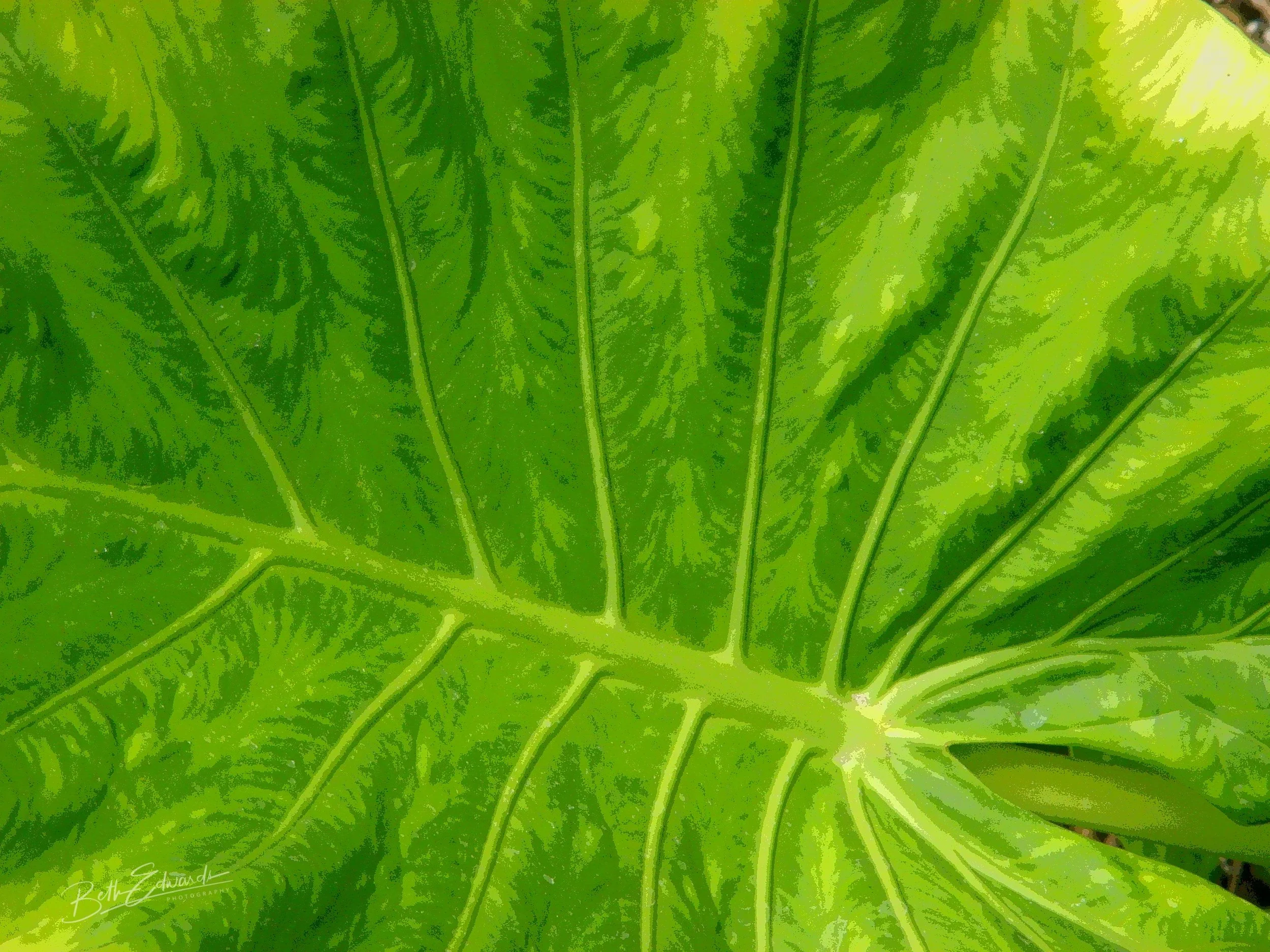 The Life of Veins