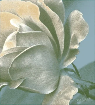 Swirls of Petals