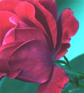 Fashionable Rose