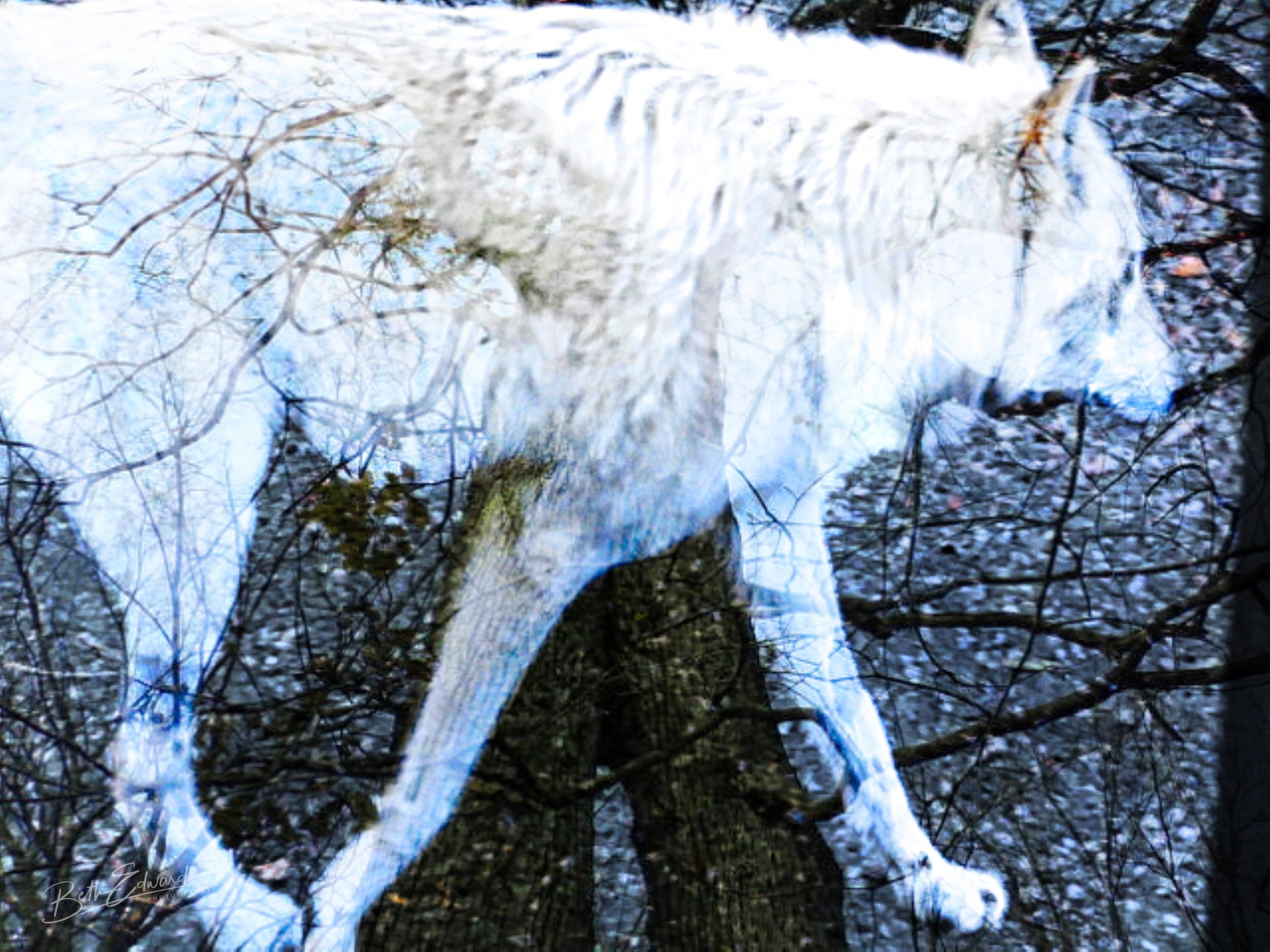 The Loping Lone Wolf