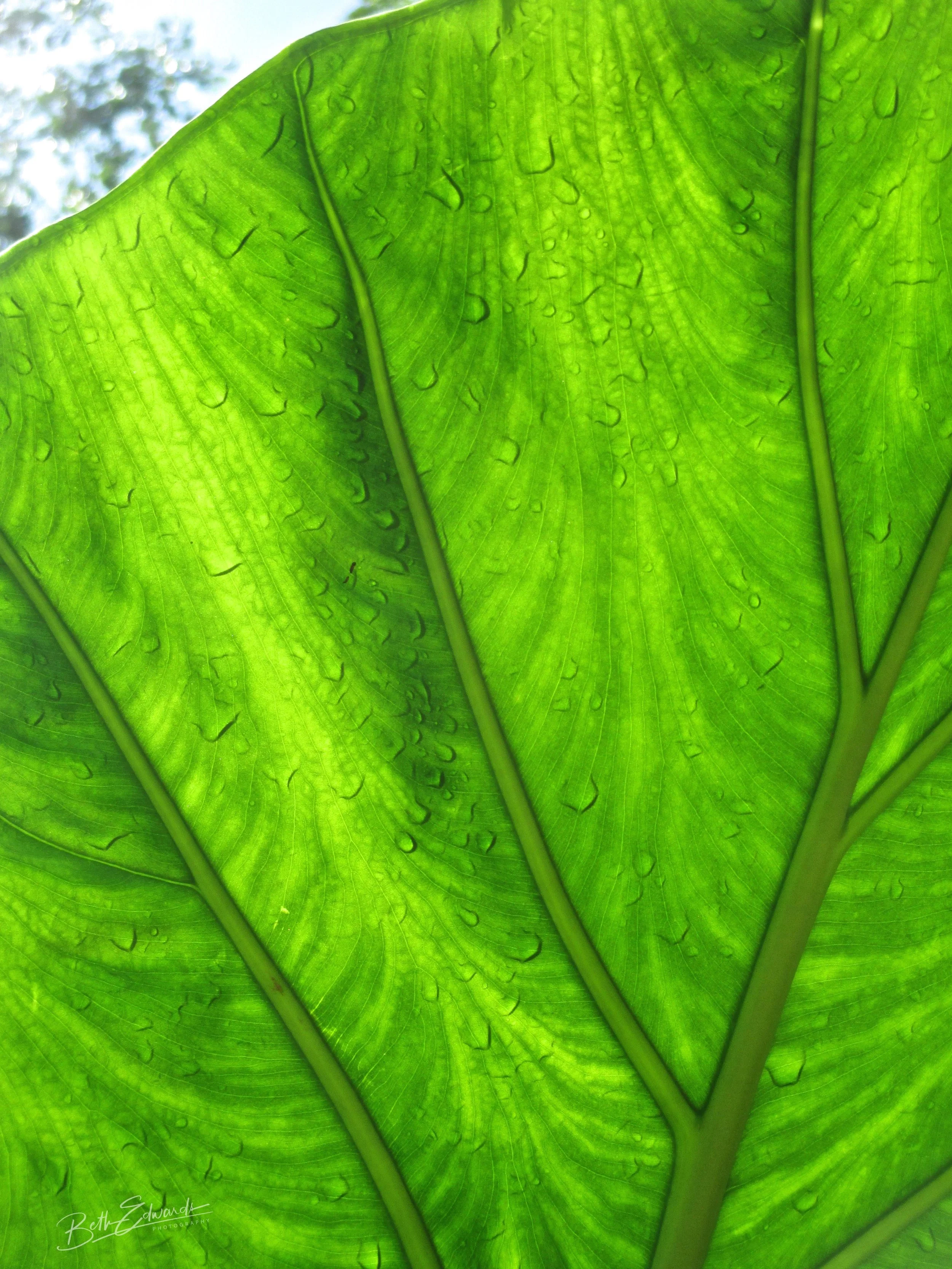 Macro Look