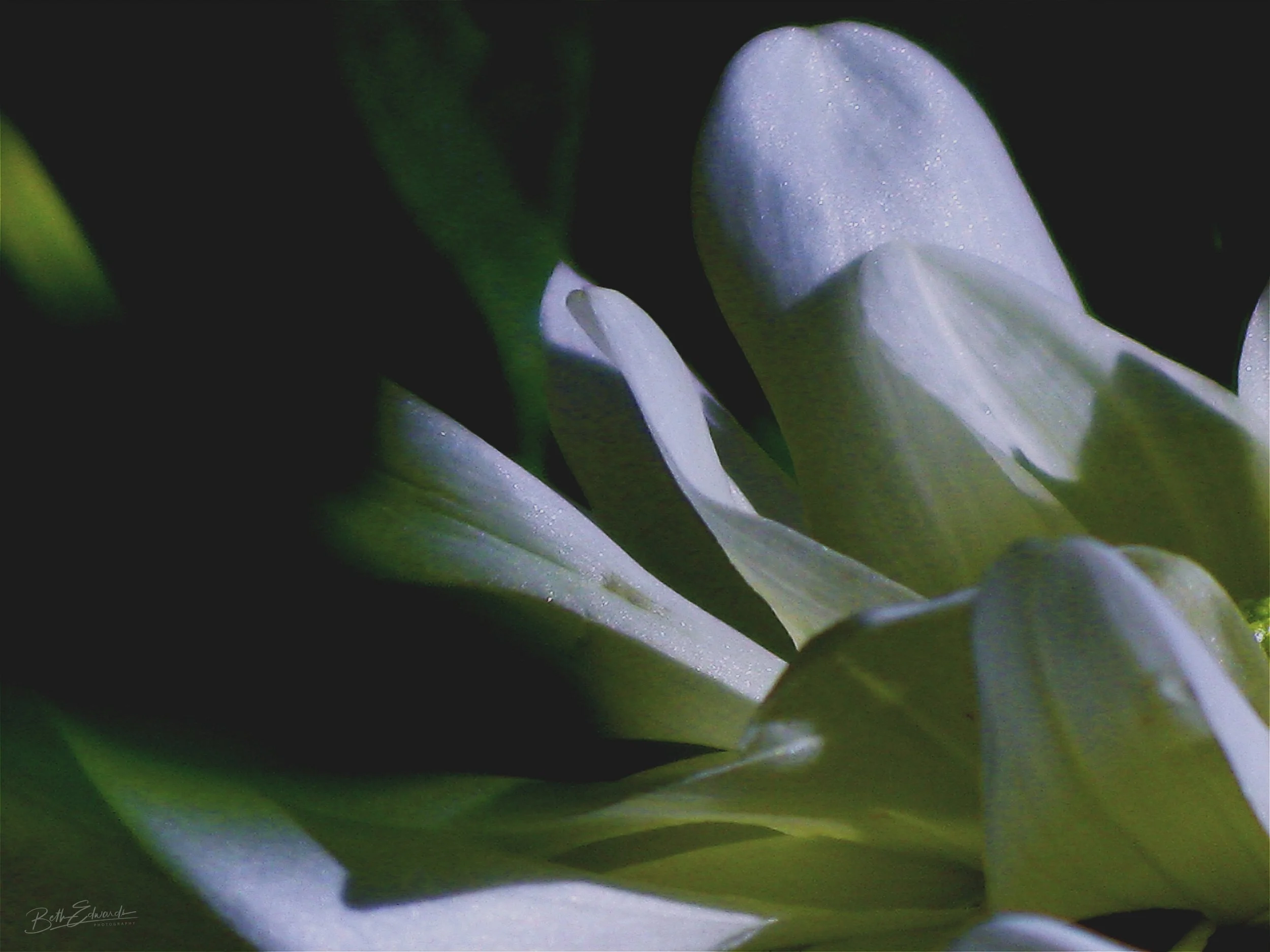 Petal Magic