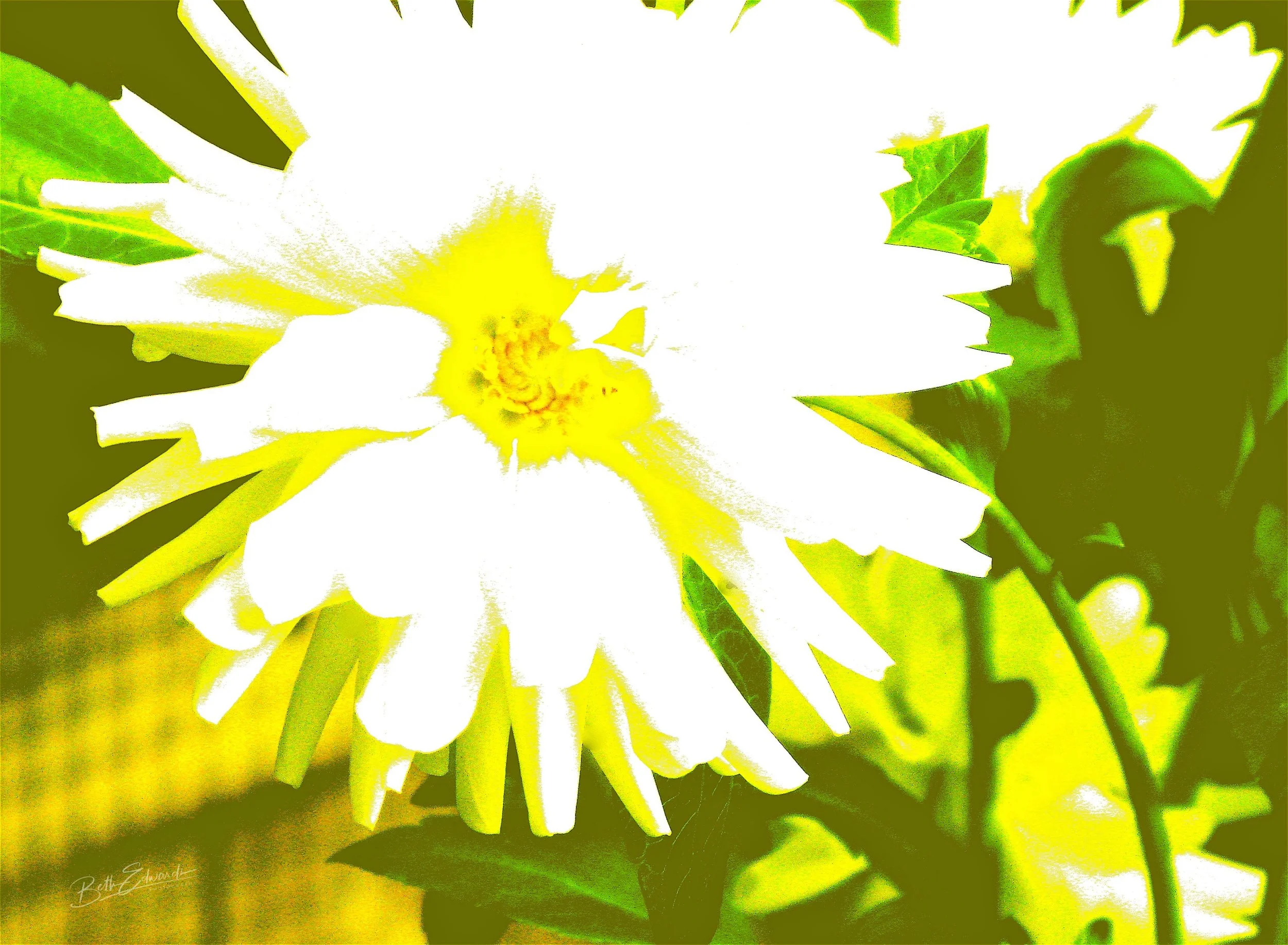 Dahlia Composition