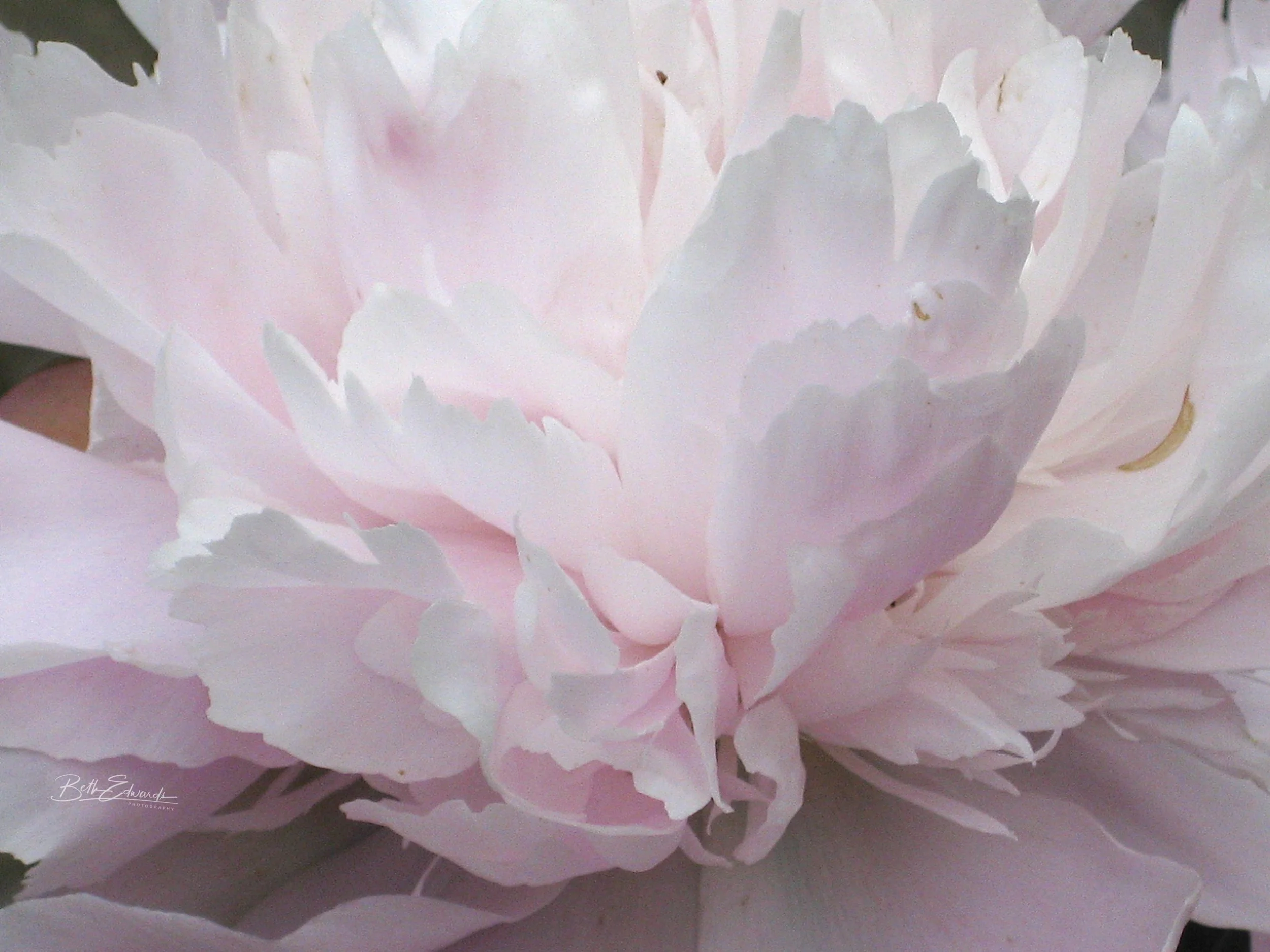 Peony Blush