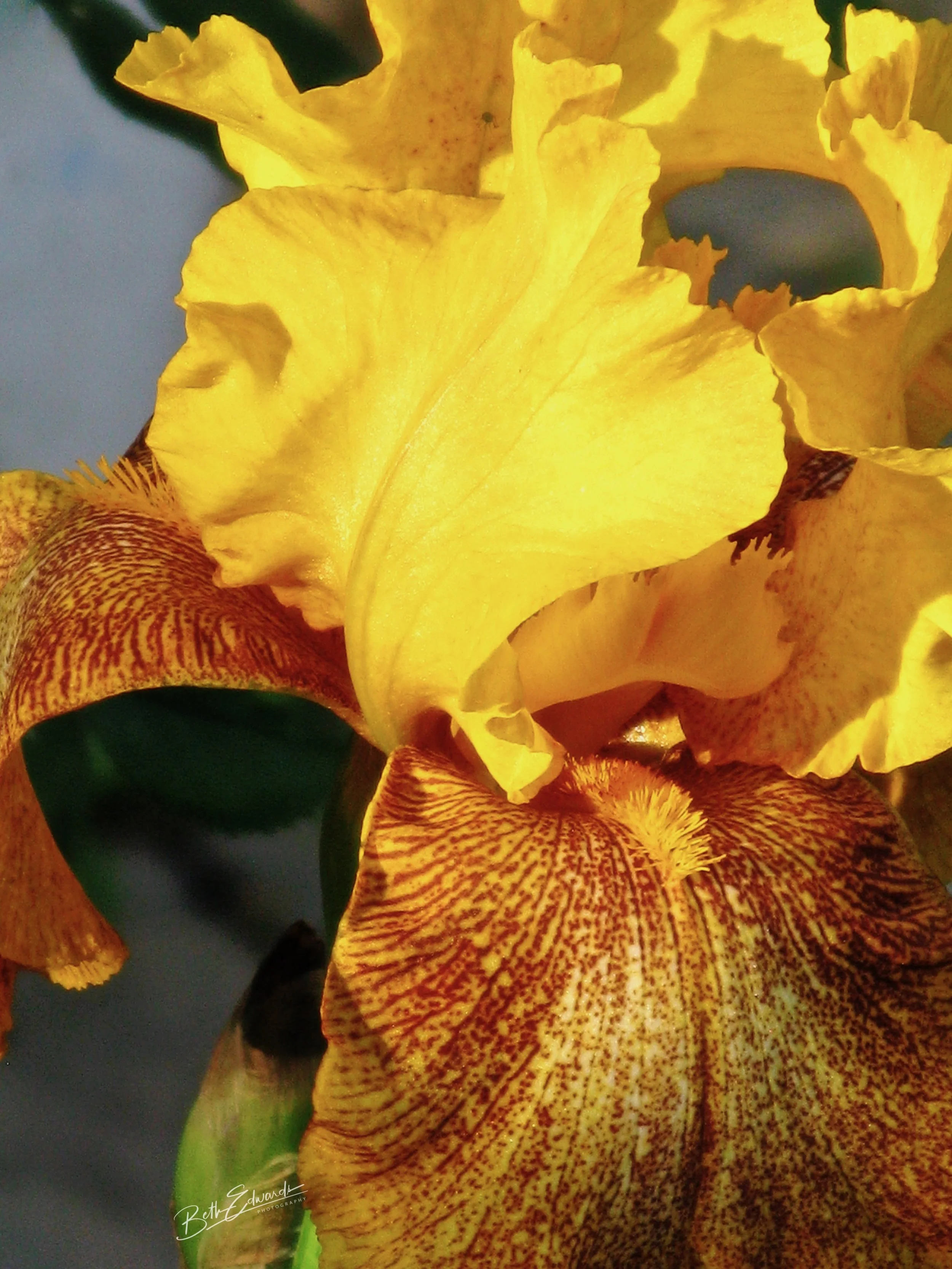 Bearded Iris