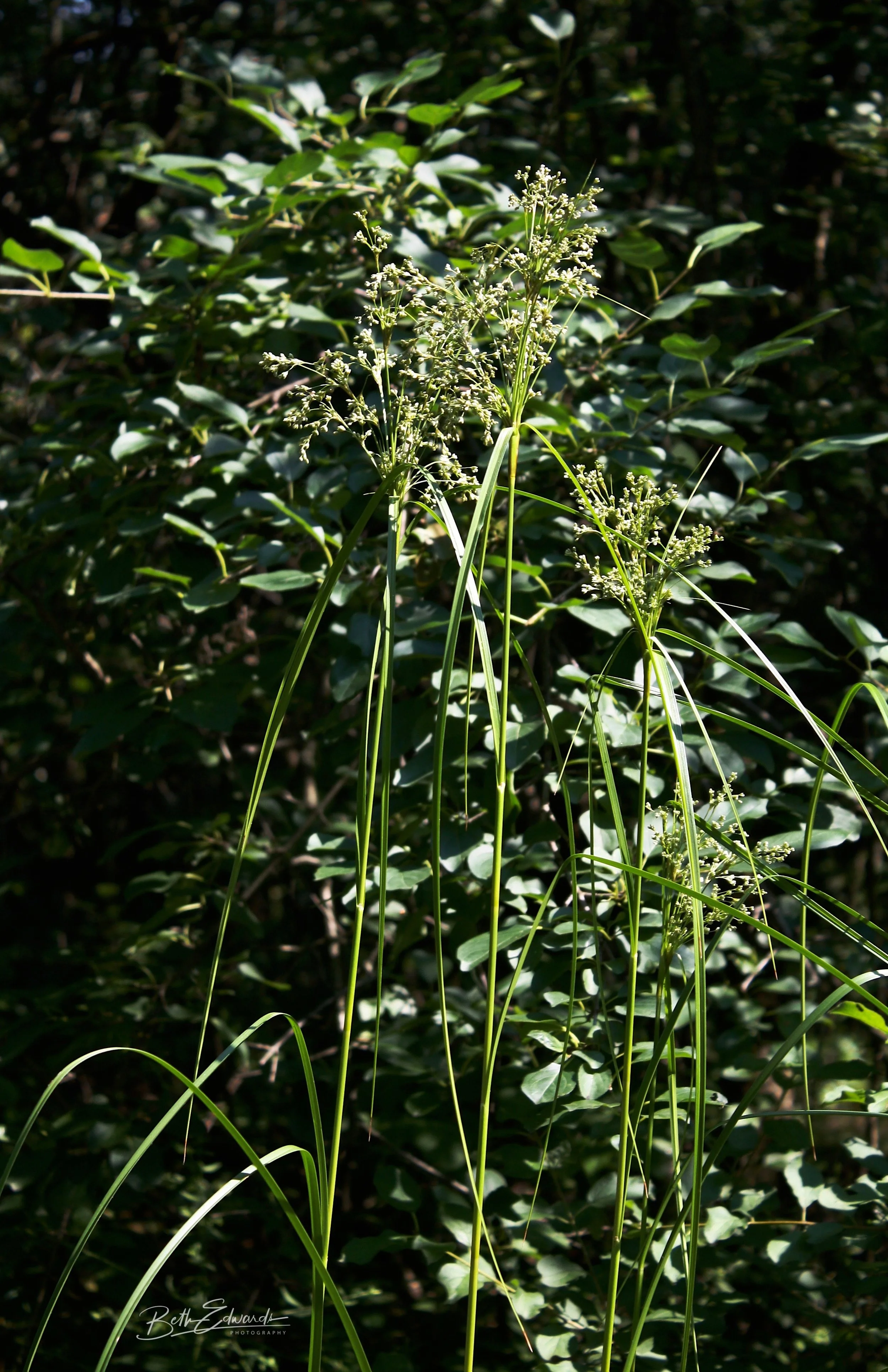 Native Wild Bouquet