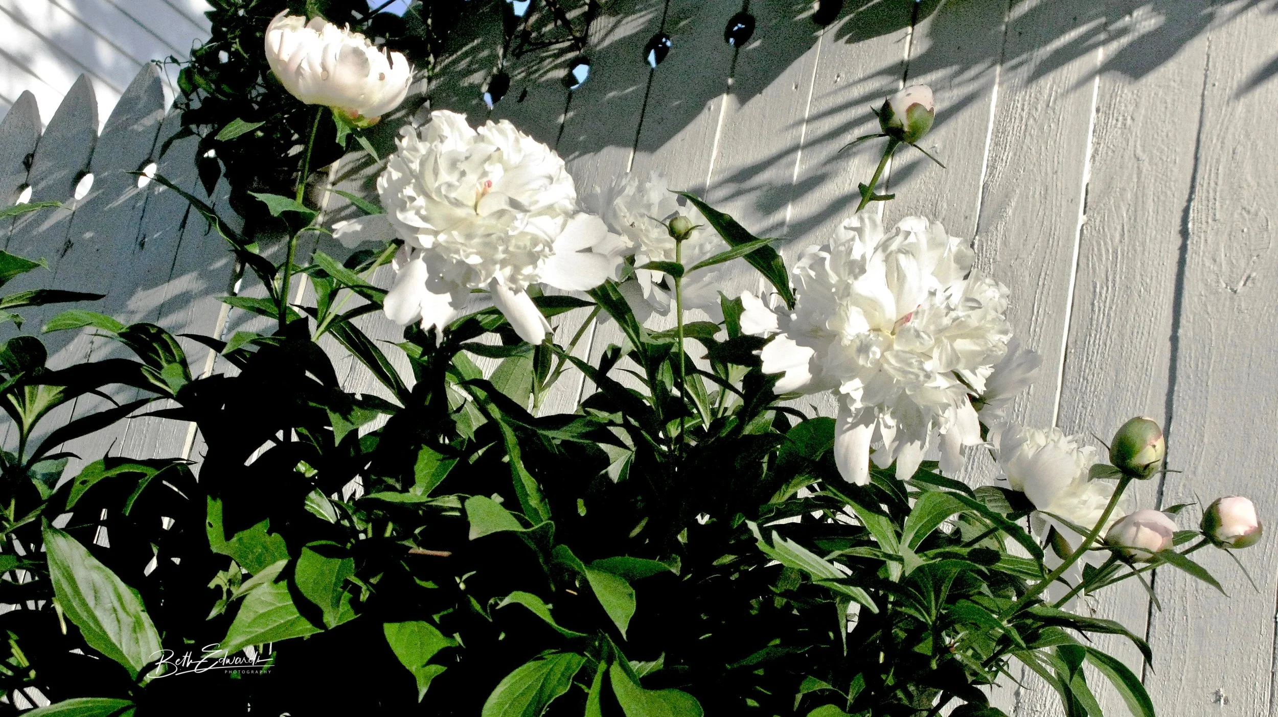 Study in White