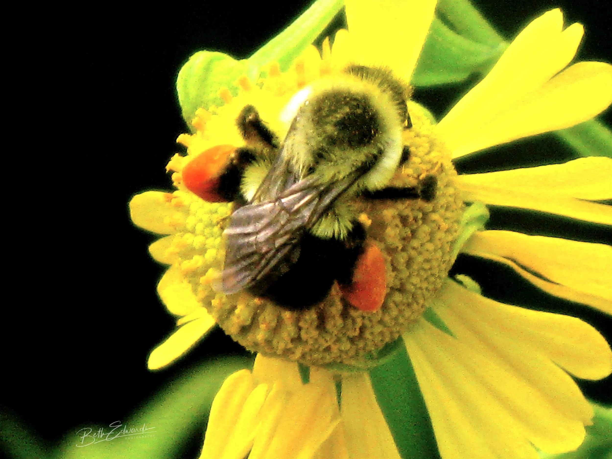 Orange Pollen Pockets