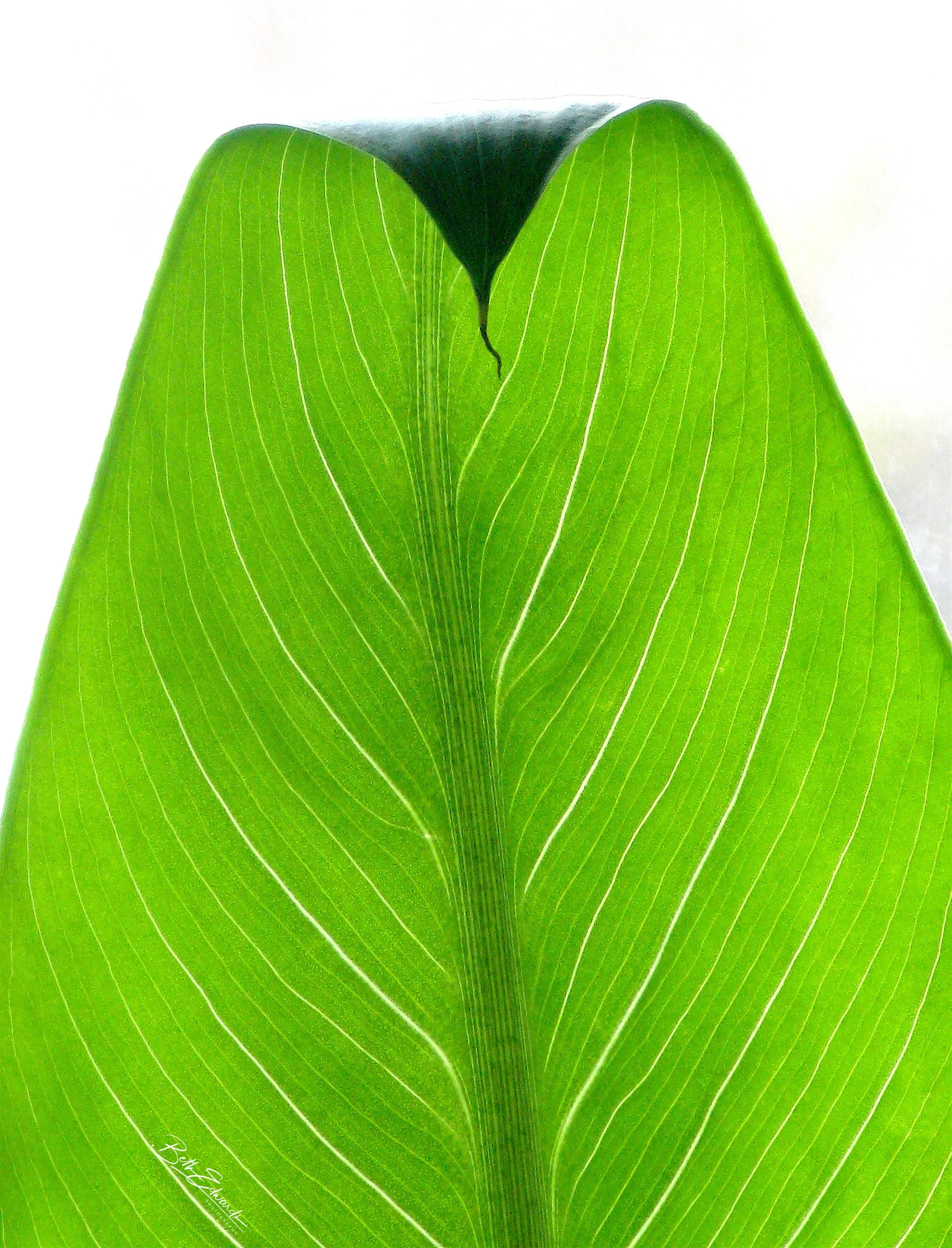 Cobra Head