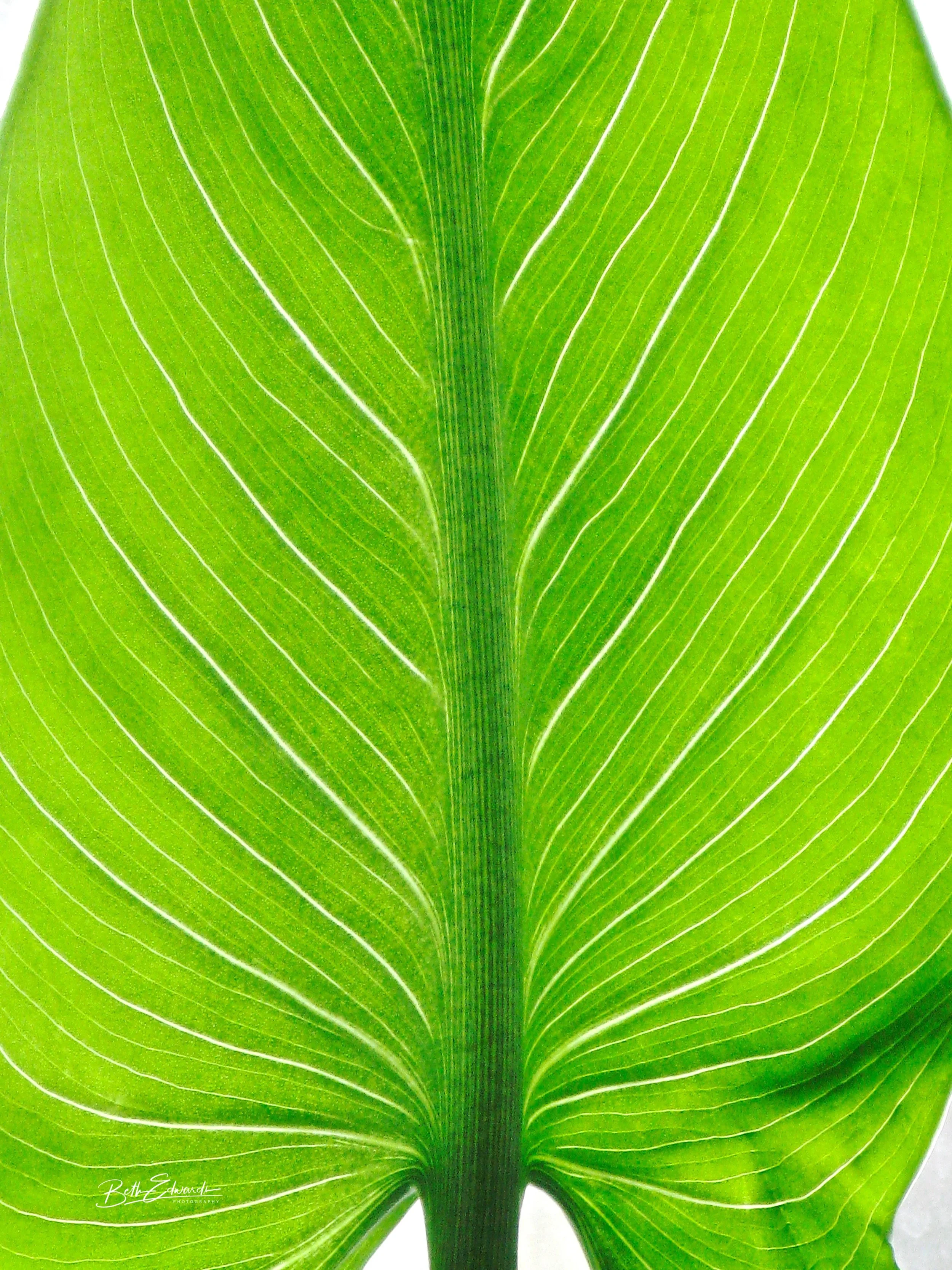Vein Symmetry