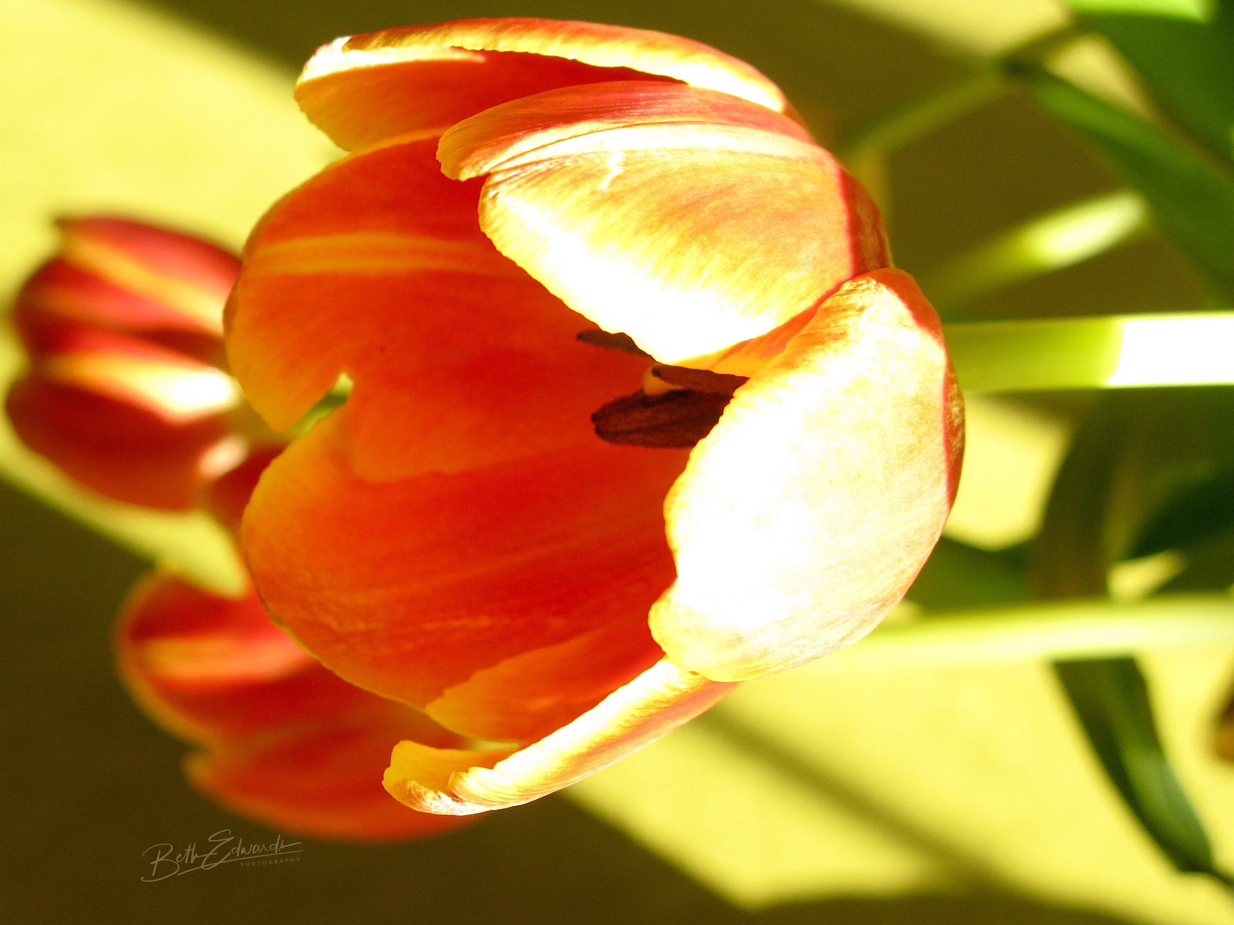 Tulip Movement