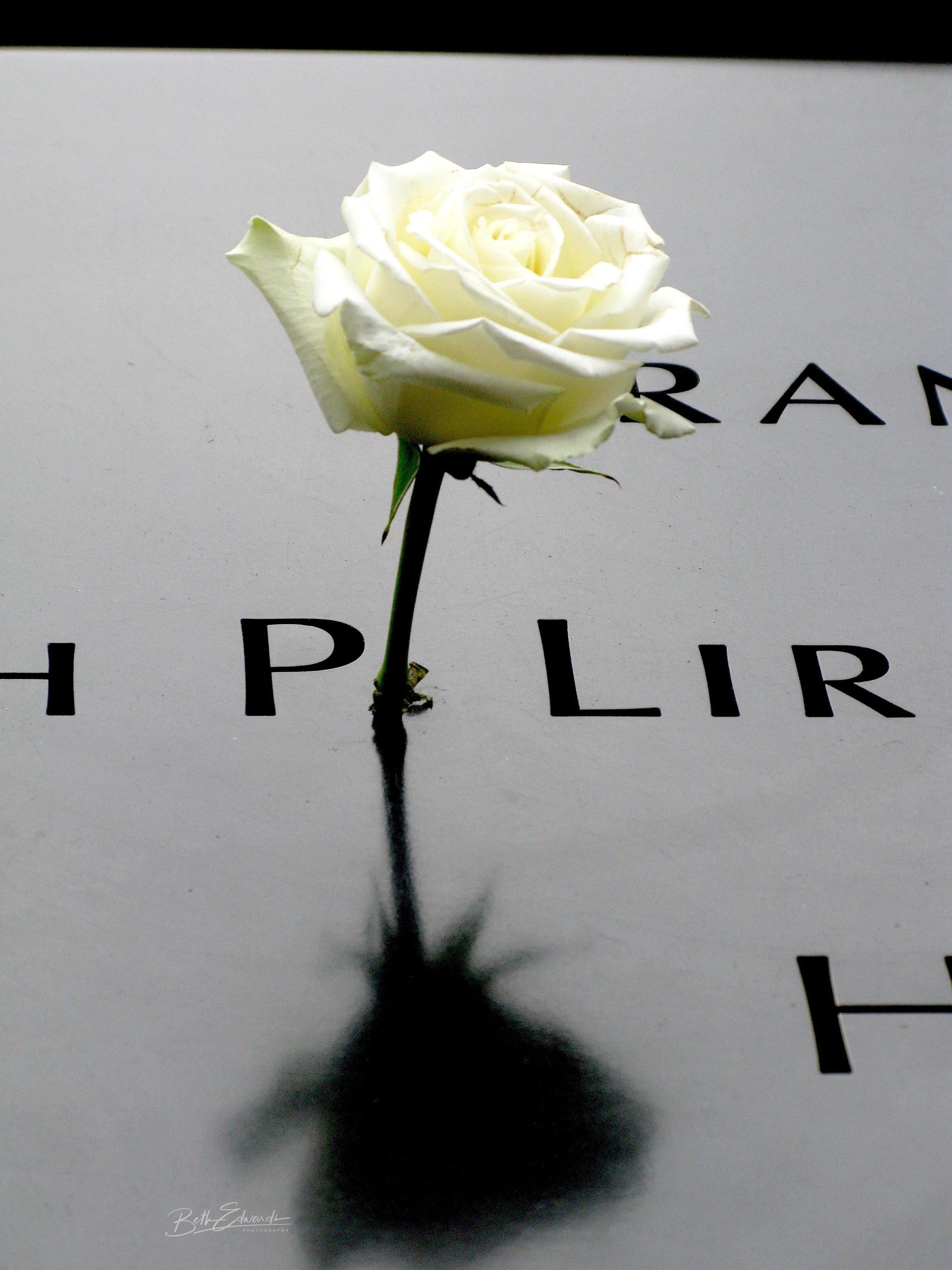 911 Memorial Rose