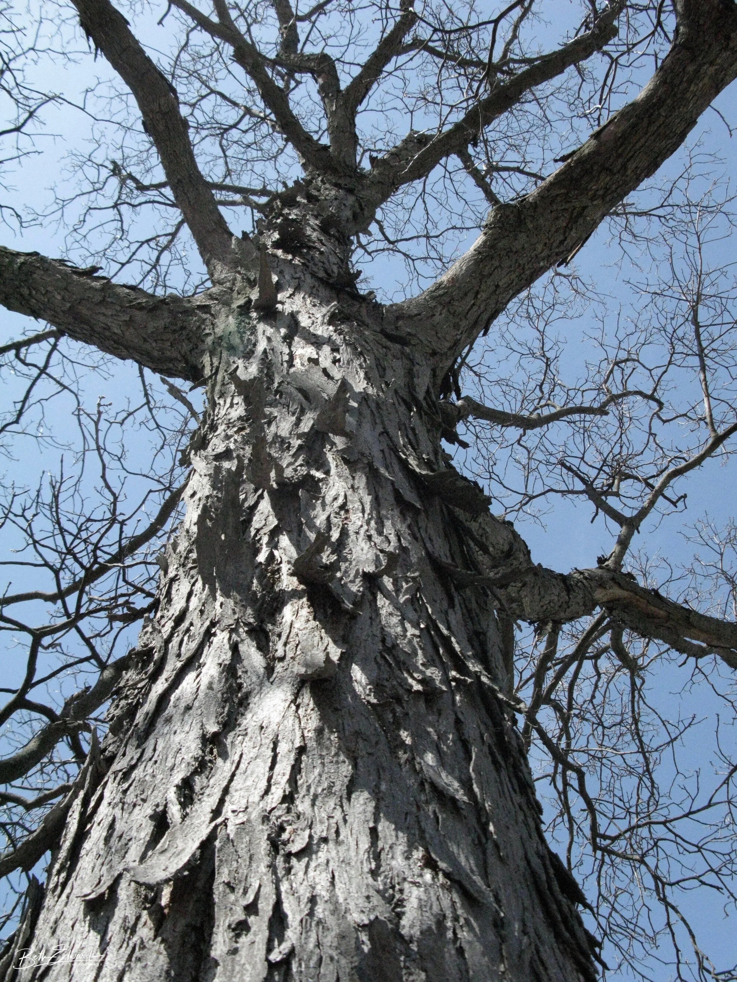 Shaggy Bark Tower