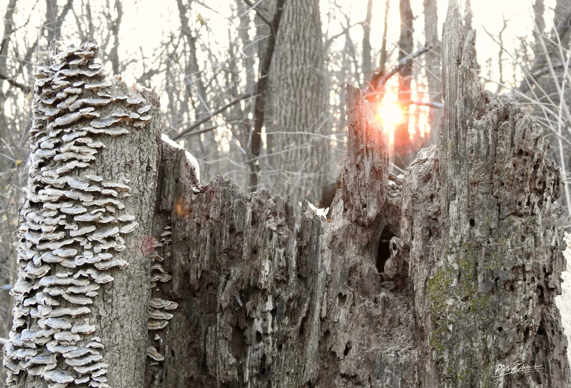 Sunset and Forest Lichens