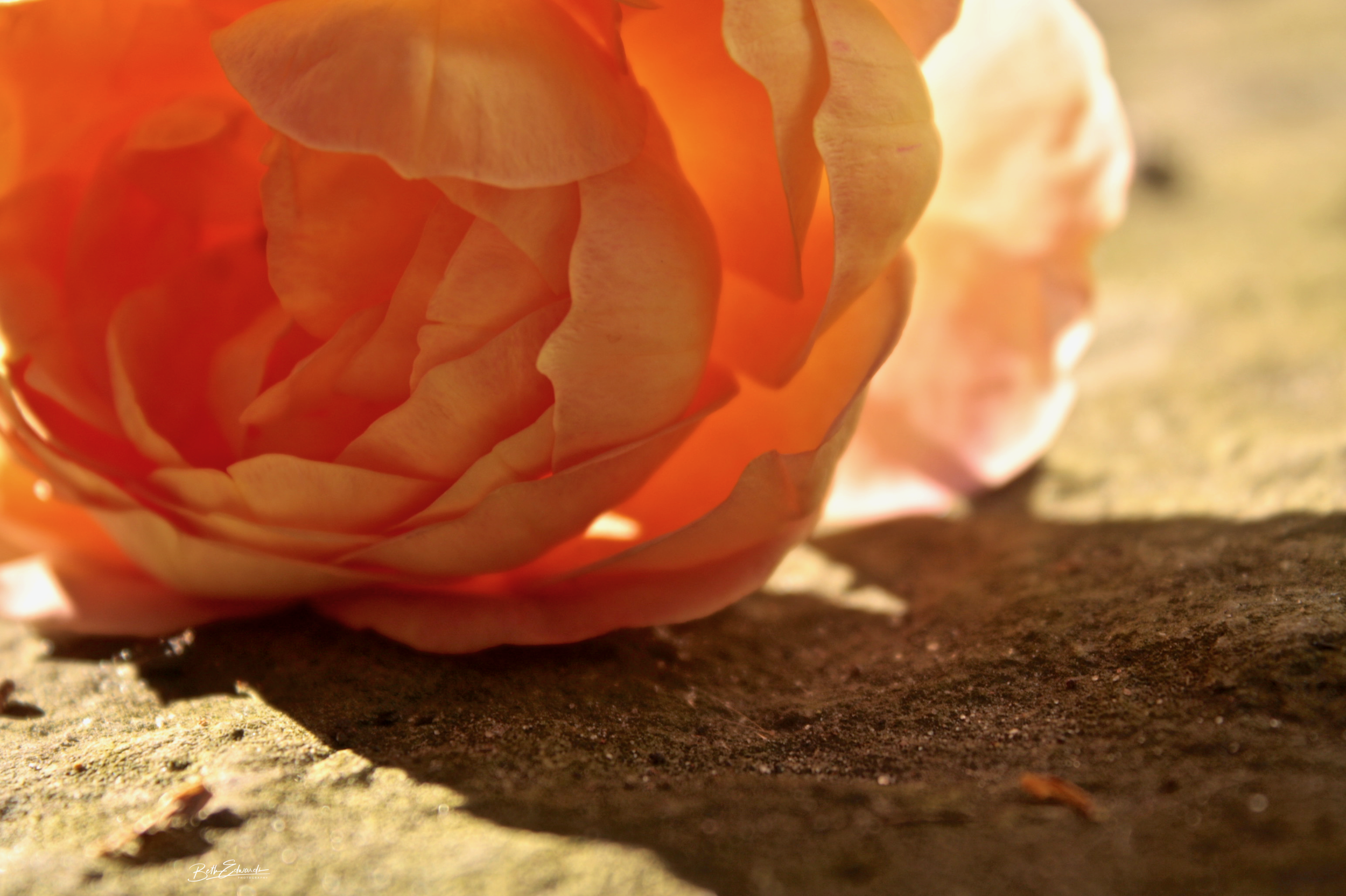 IMG_9037.png