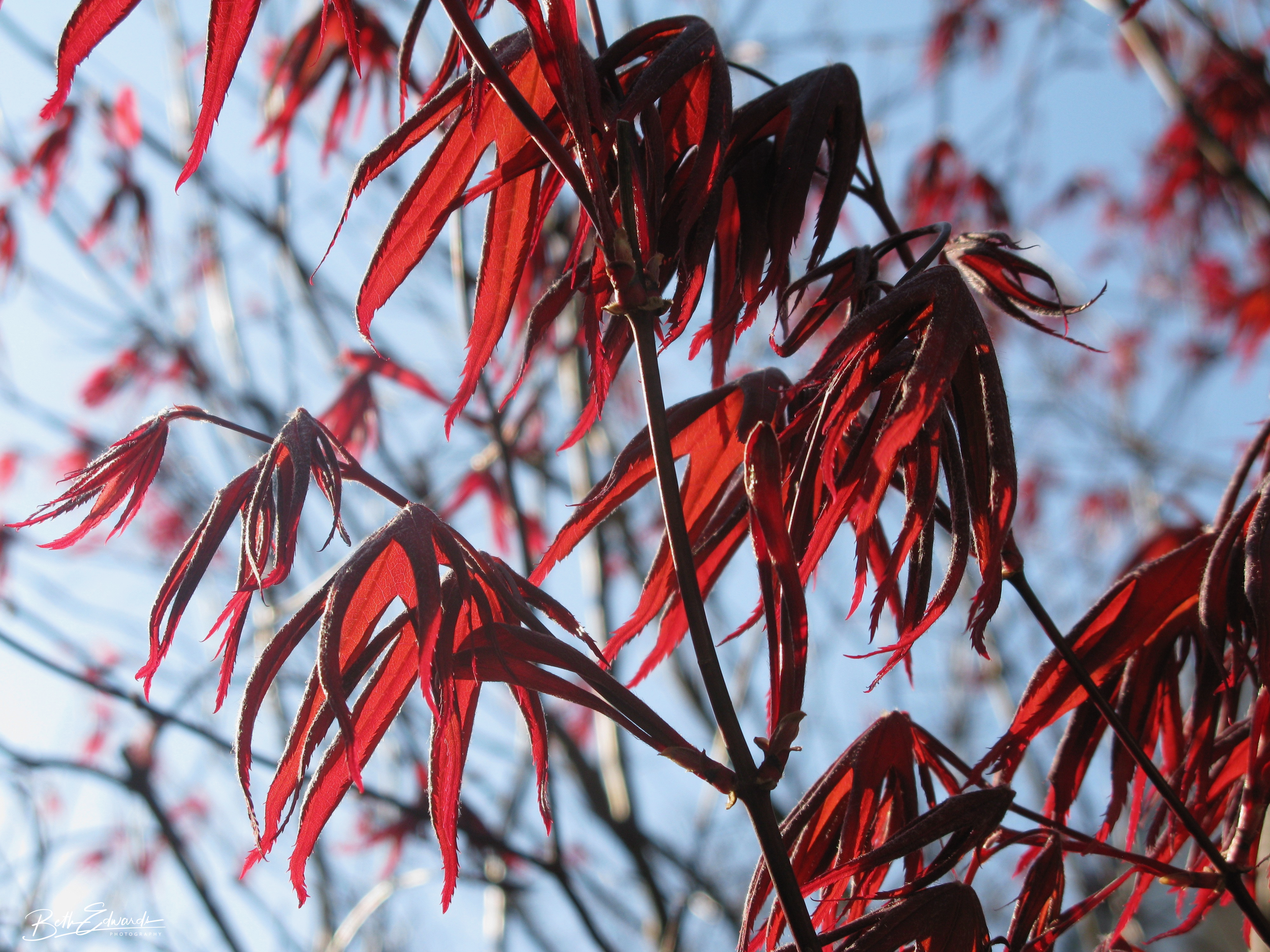 Dance of the Leaves