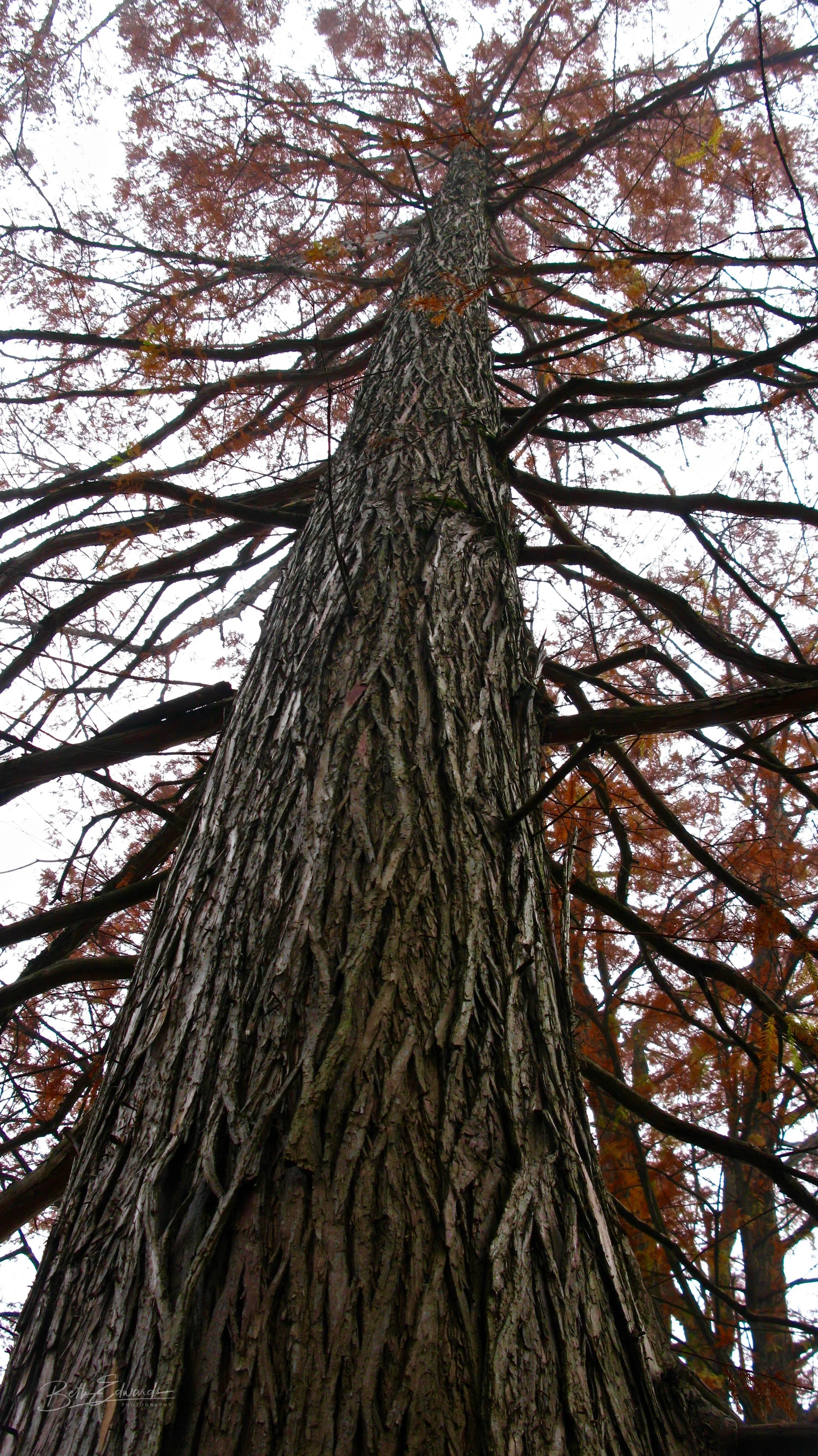 Elevation