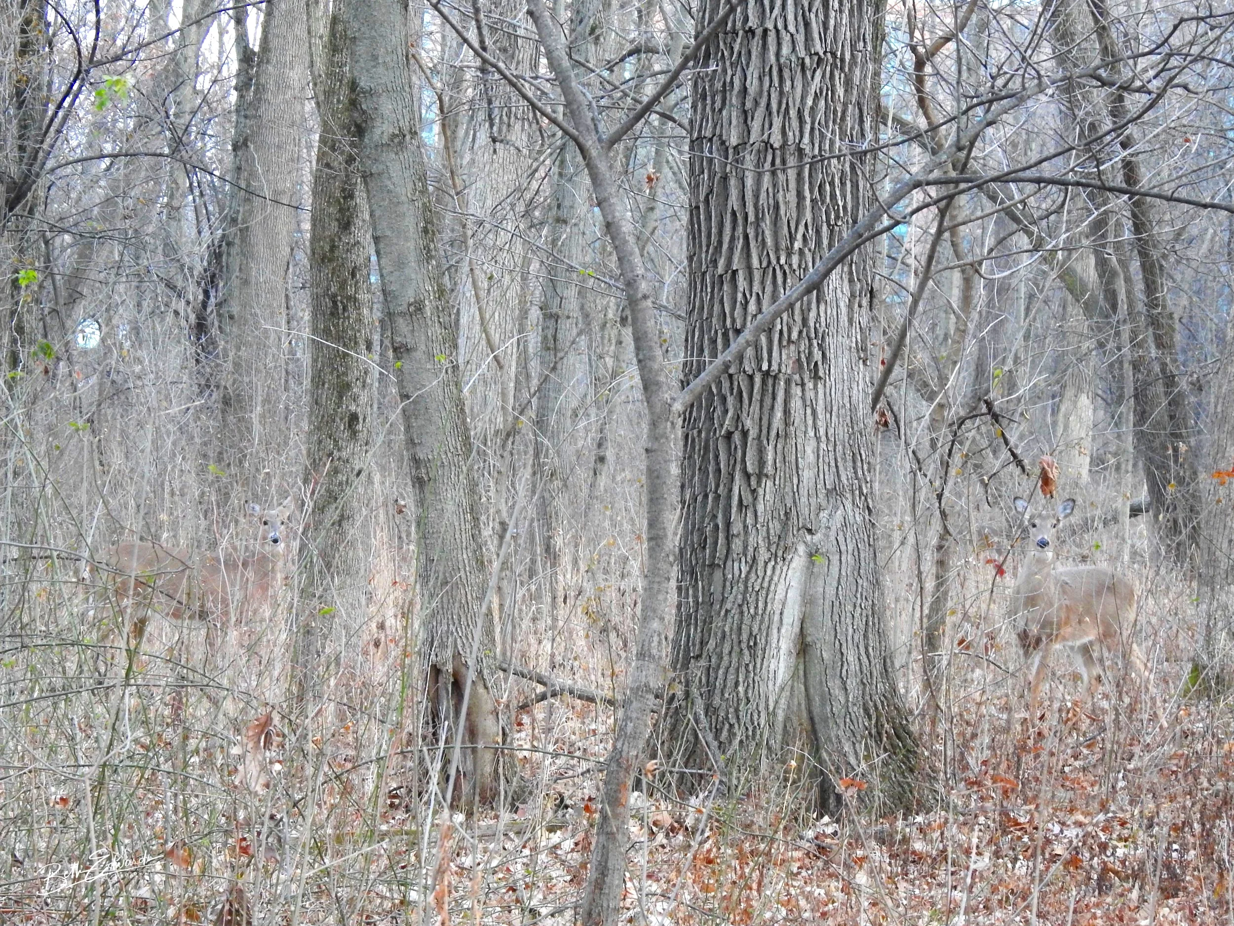 Several Deer Hiding