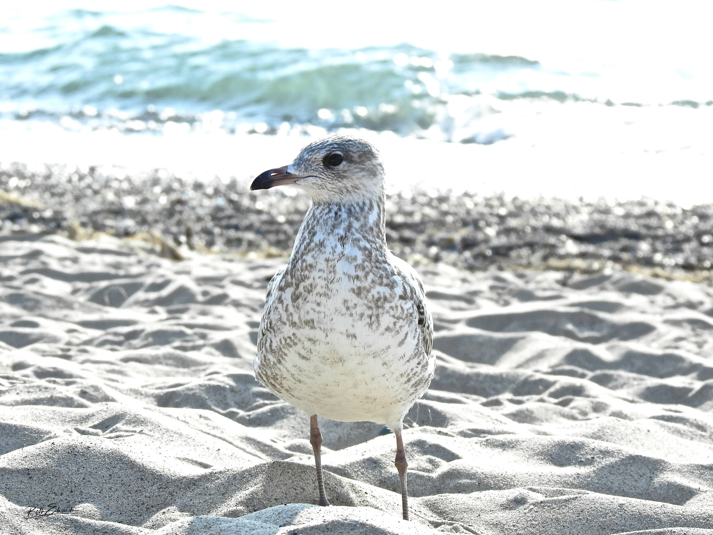 Beach Visitor