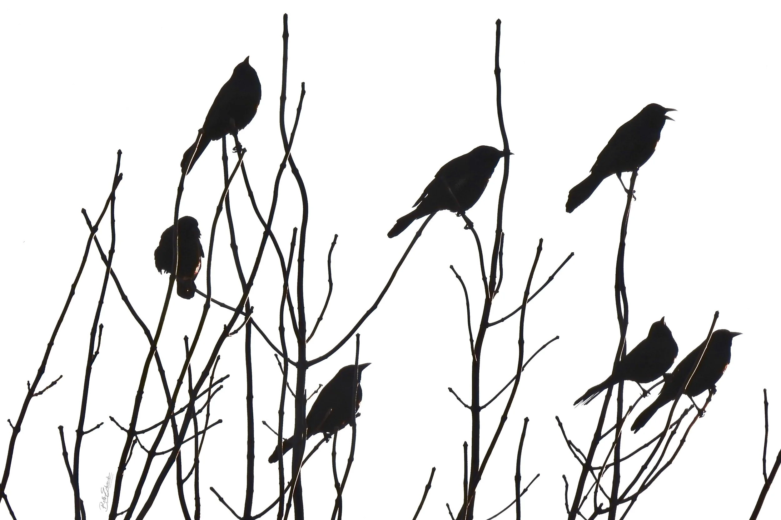 Group Song