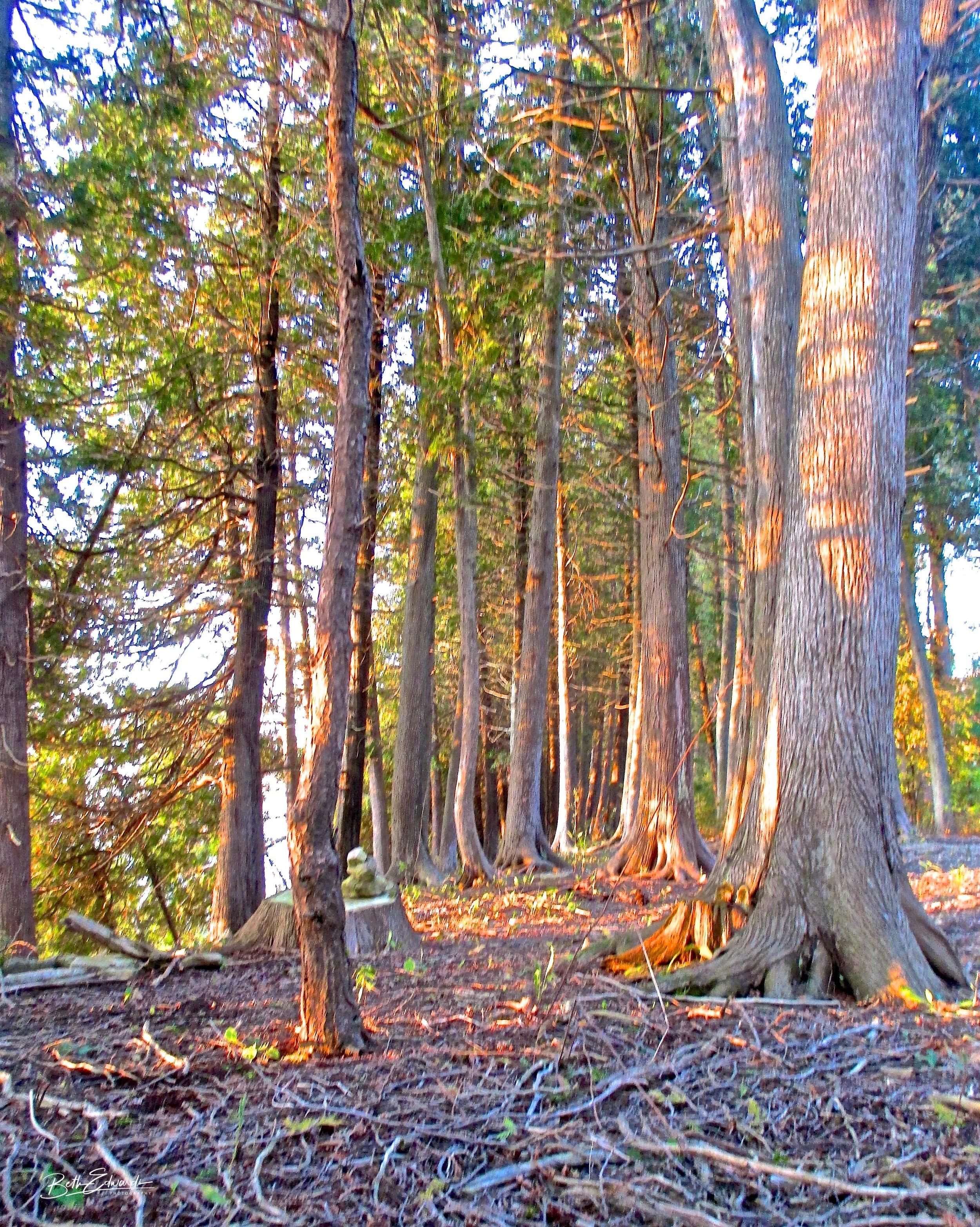Winding Tree Roots in Summer's Glow
