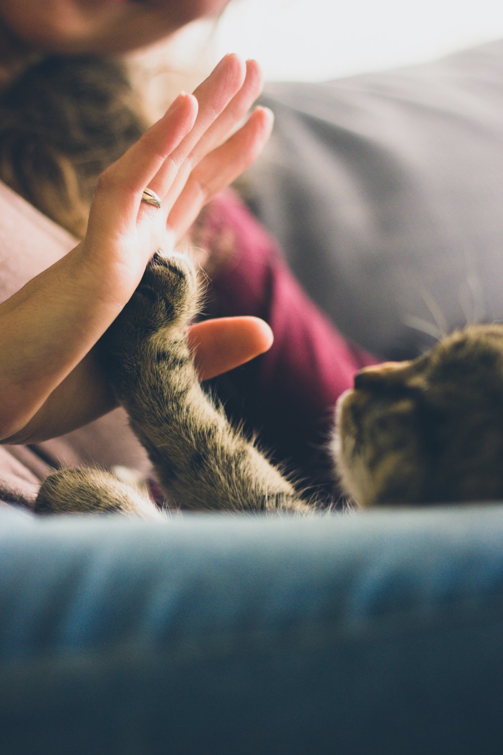Healthy Pets Animal Hospital Healthy Pets Animal Hospital