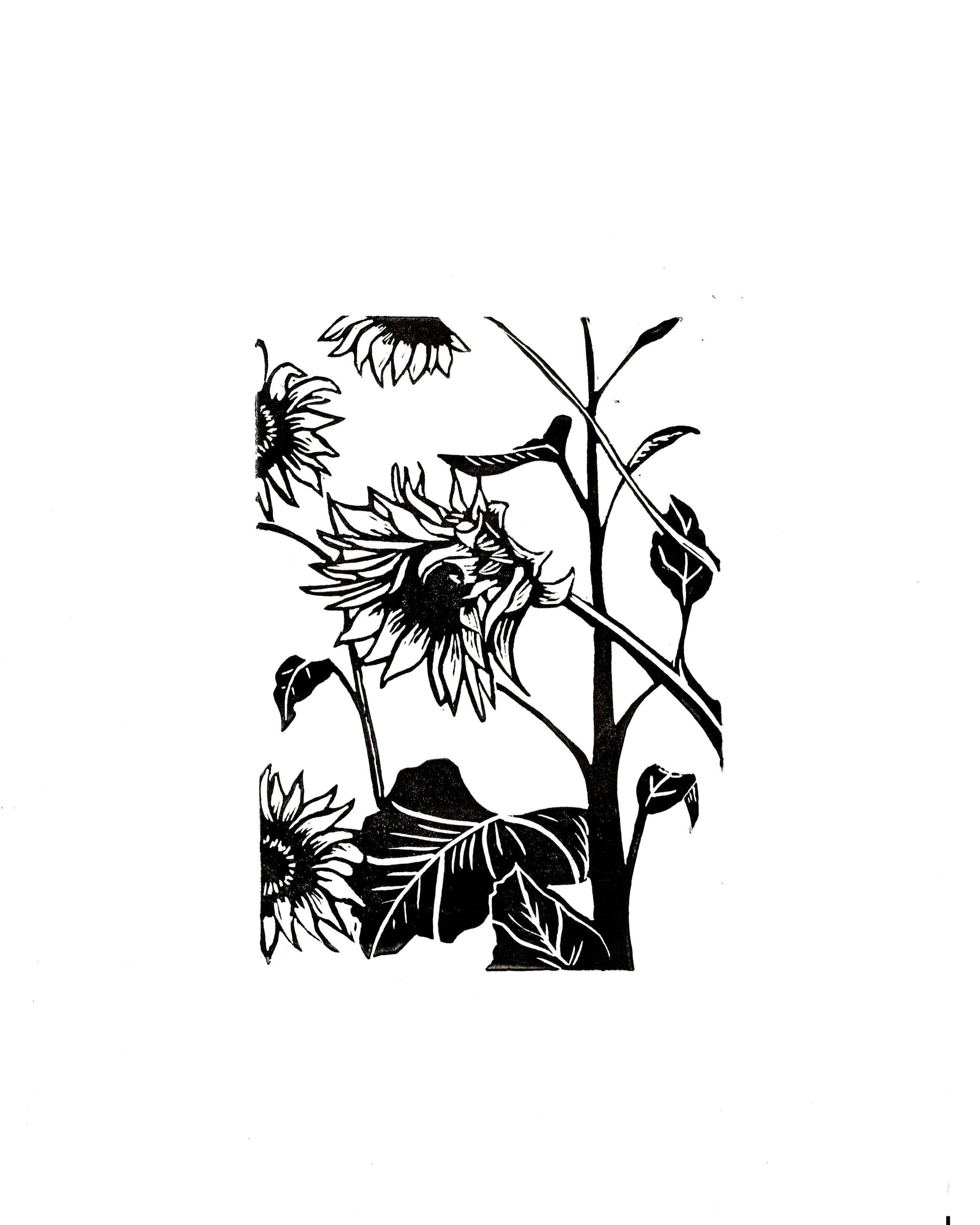 sunflower.png