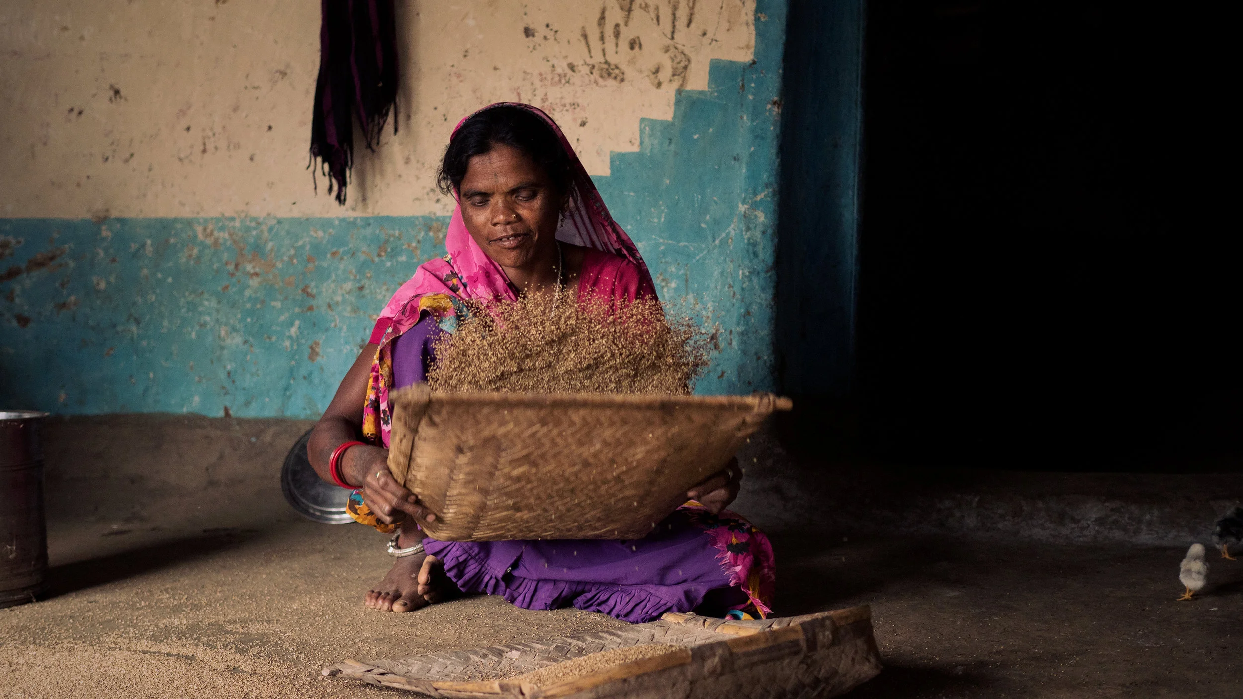 Let the grains fall where they may (Melghat Tiger Reserve, Maharashtra)