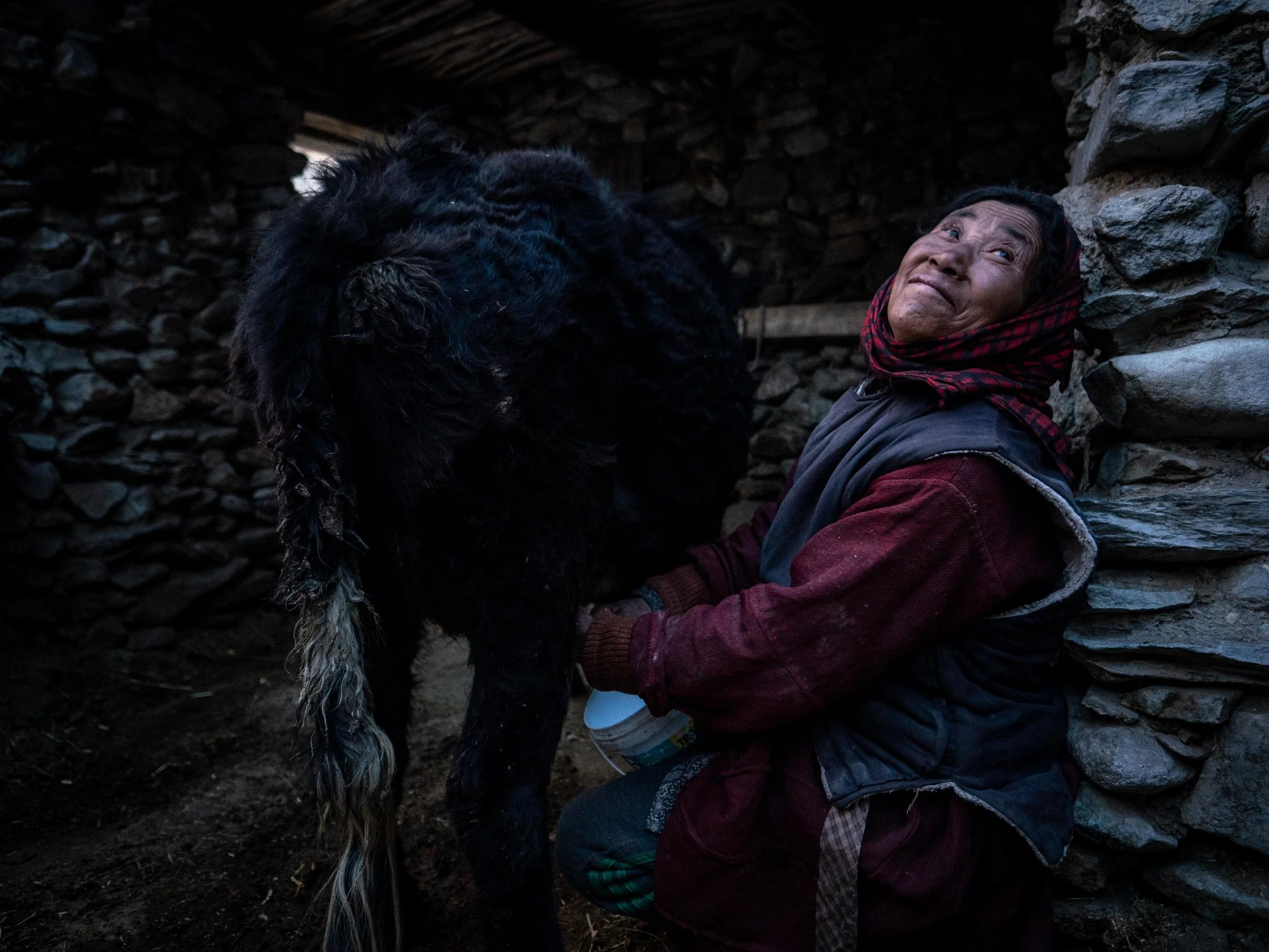 Padma Shingo milks her cow
