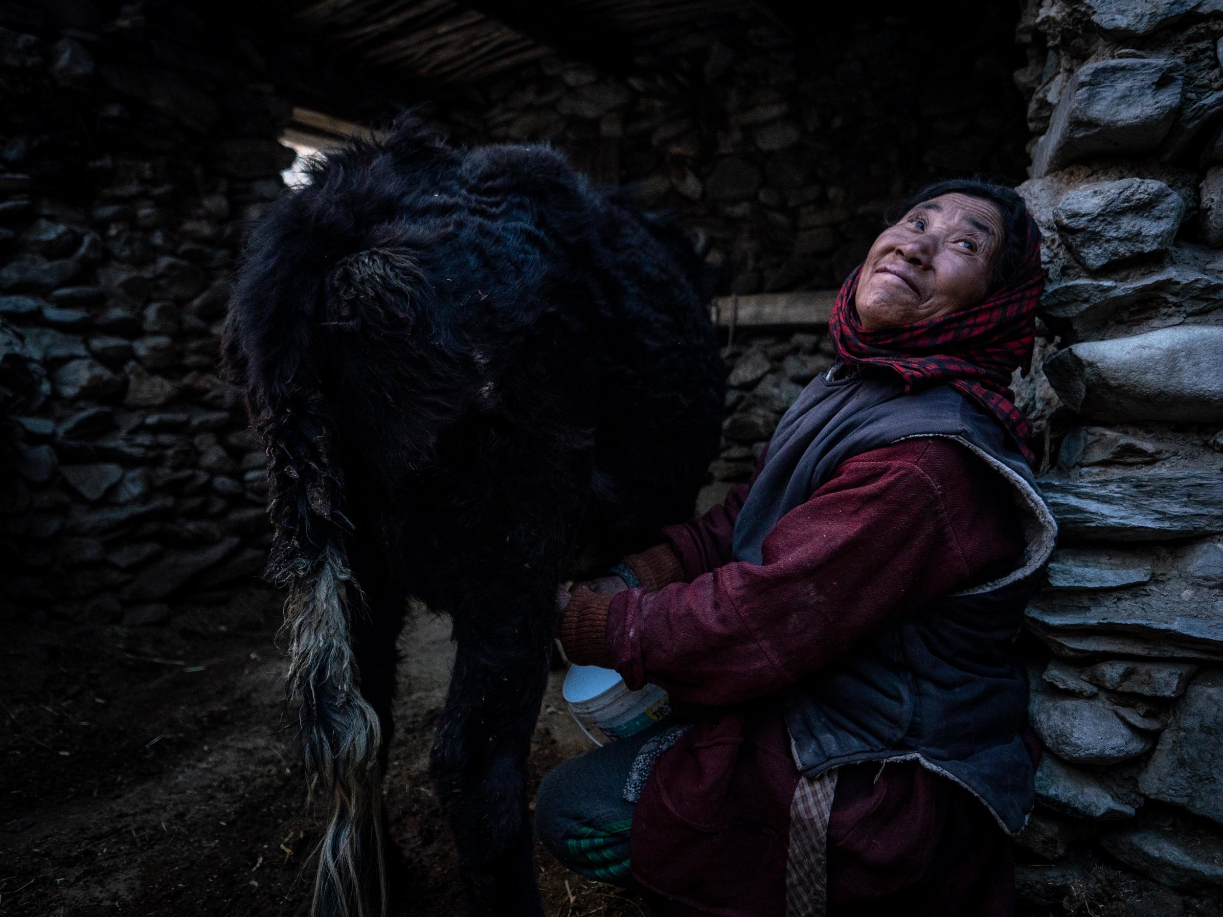 Padma Shingo milks her cow