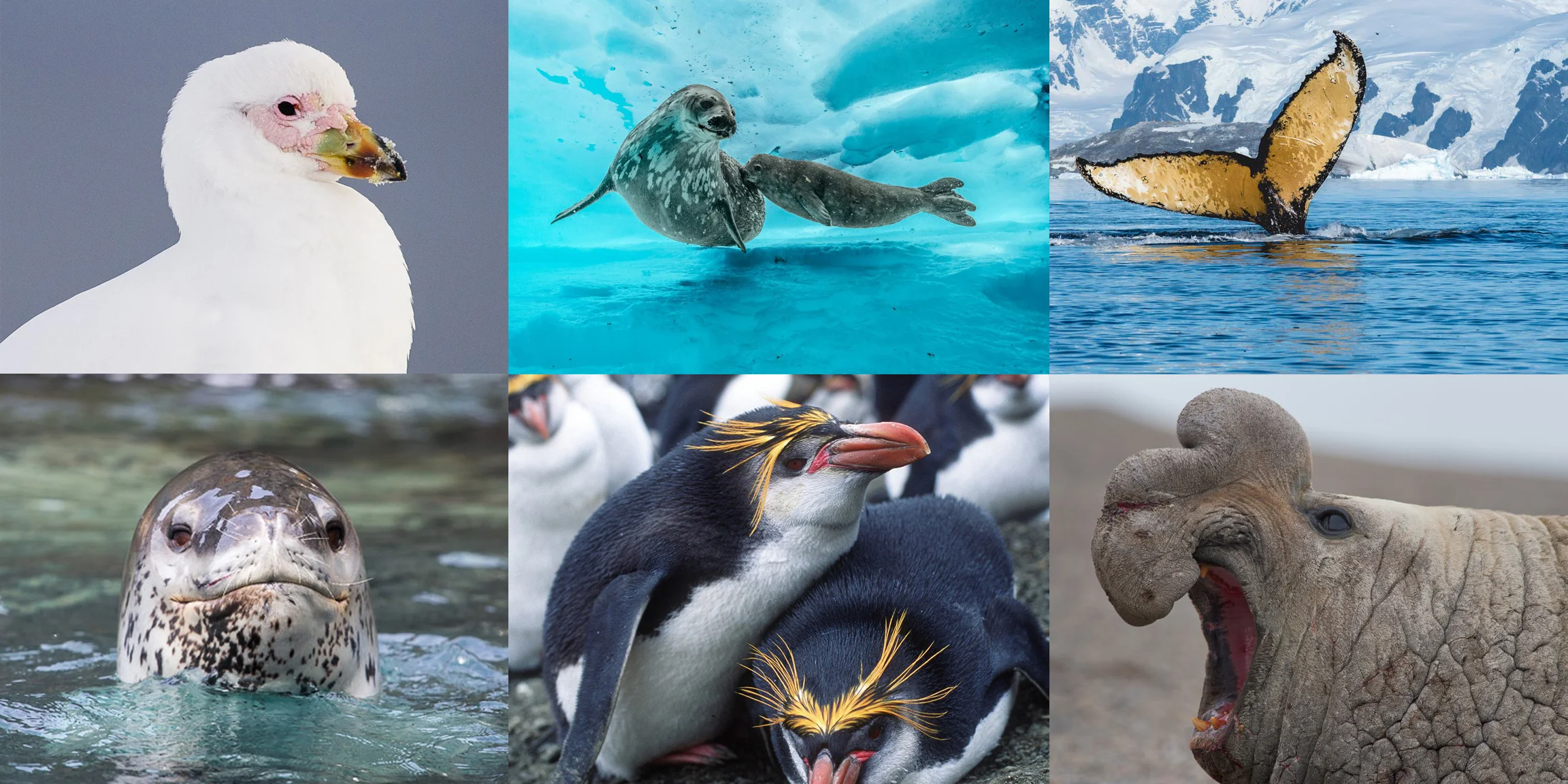 Antartica_Animals.jpg